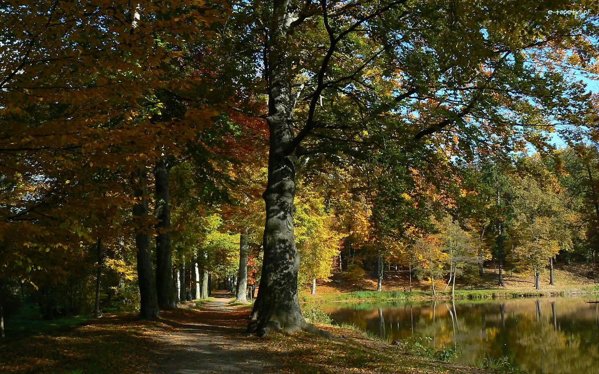 Staw, Park, Jesień