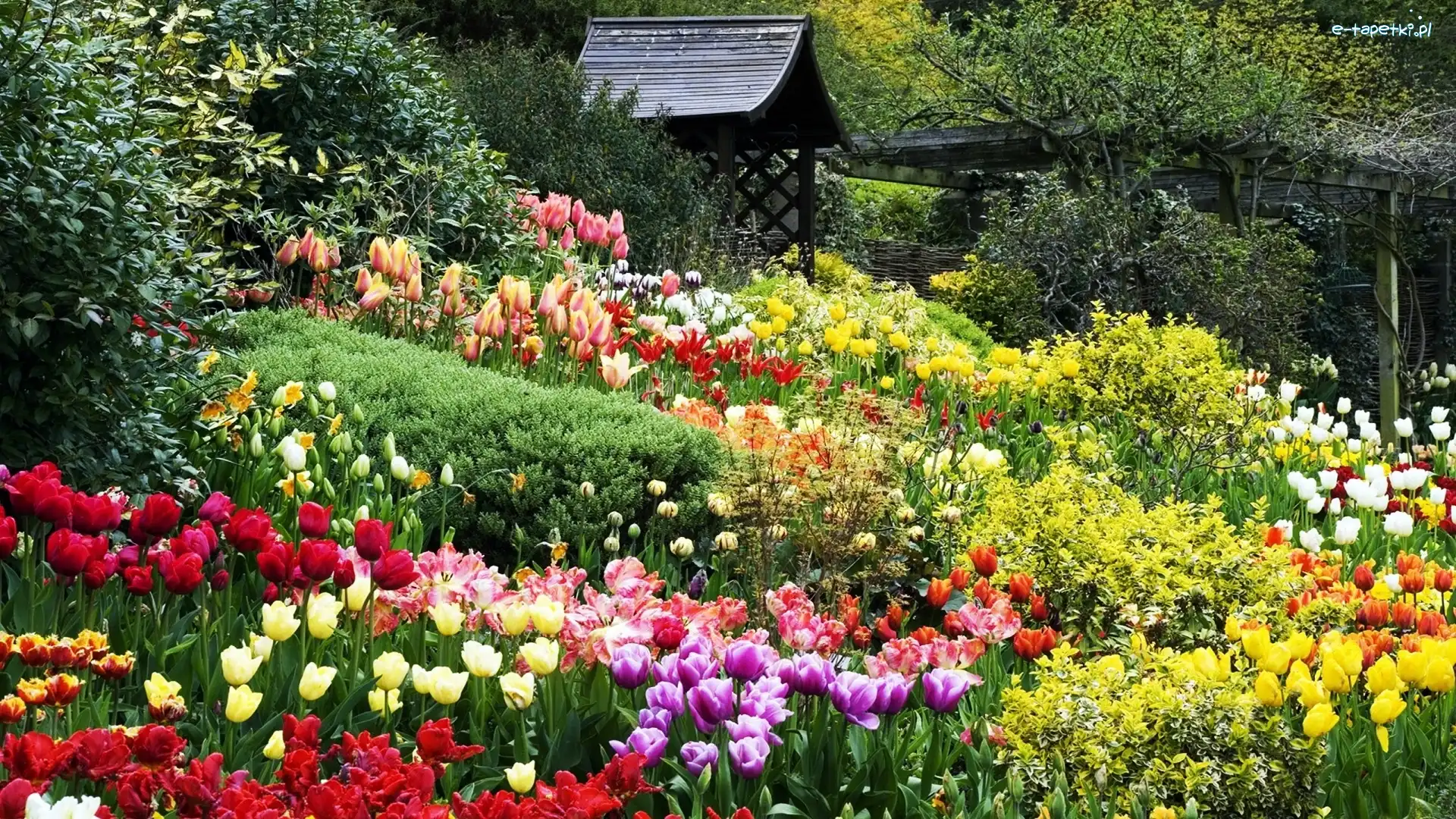 Altanka, Tulipany, Ogród