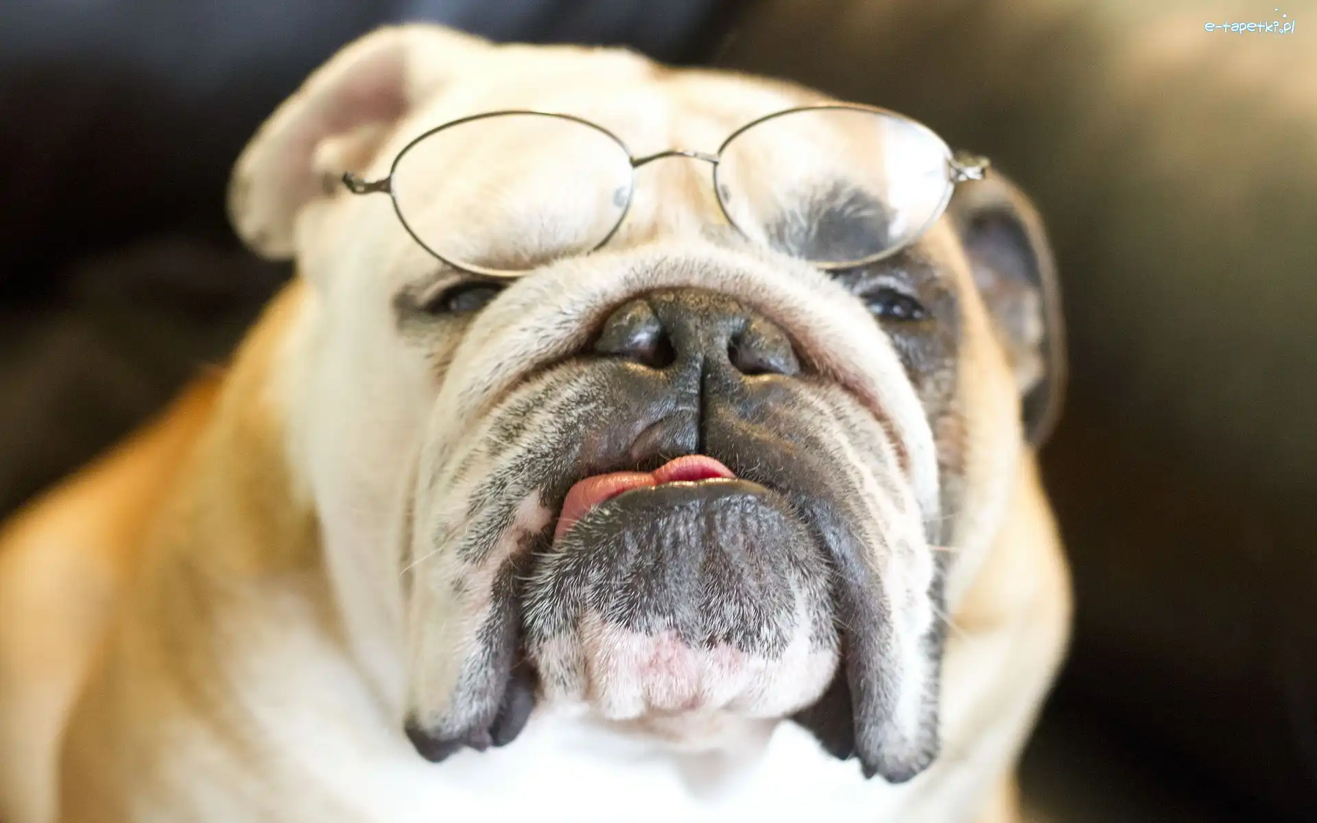 Język, Okulary, Pies