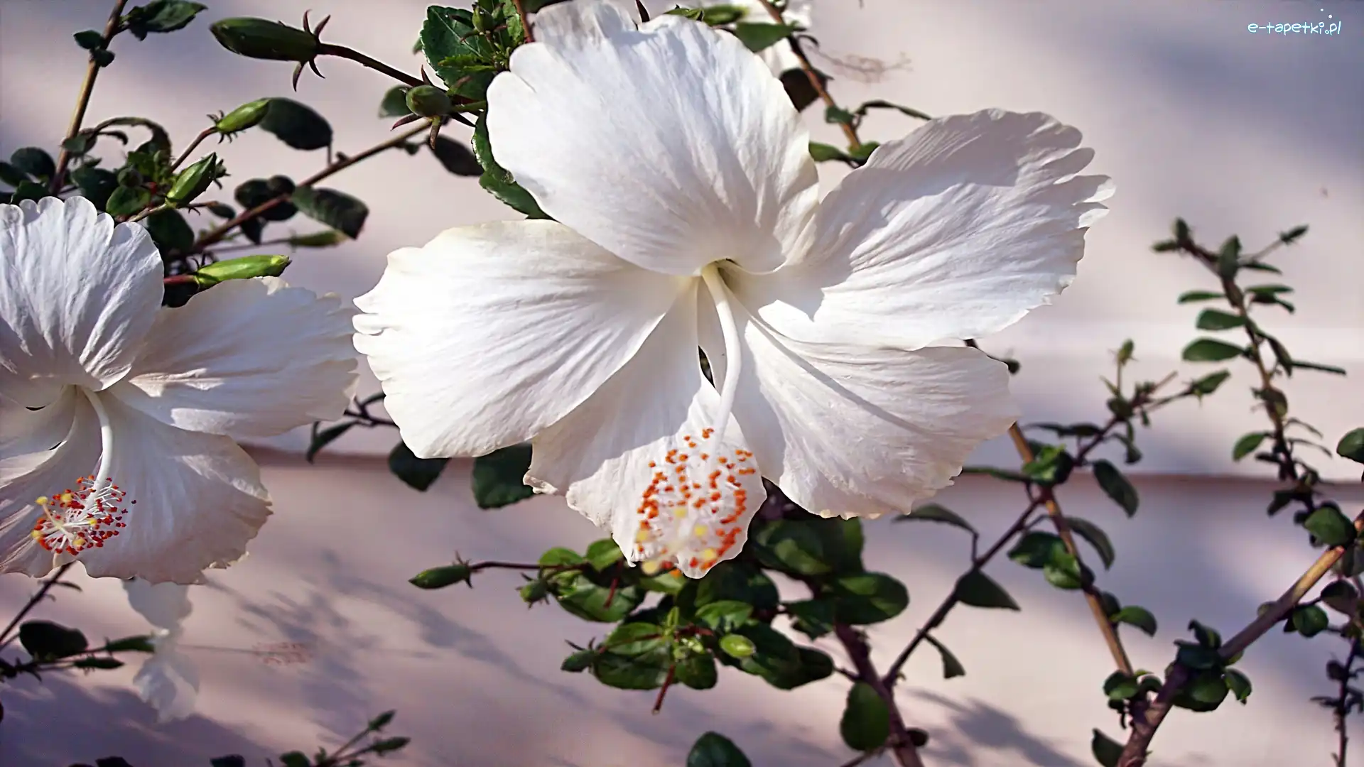 Gałązki, Hibiskus, Biały
