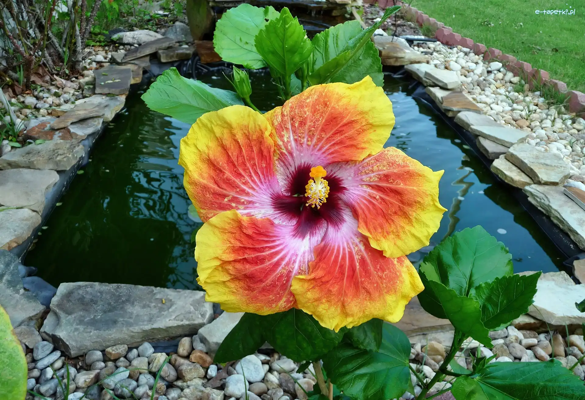 Żółto, Hibiskus, Czerwony, Kwiat