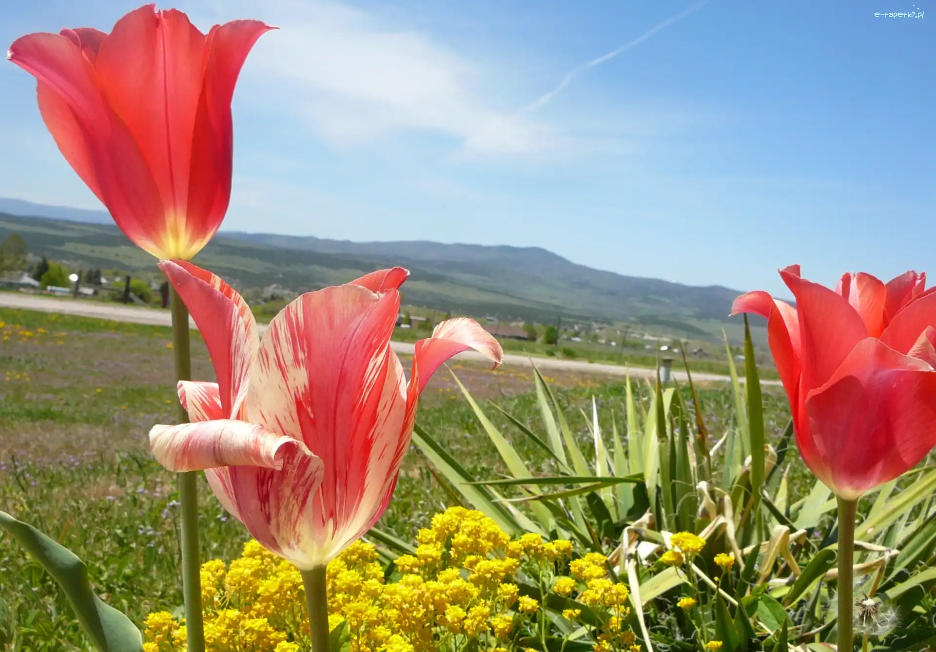 Roślinność, Tulipany, Łąka