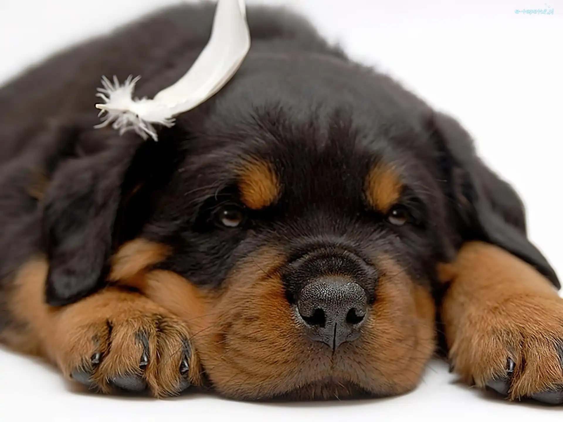 Rottweiler, Szczeniak