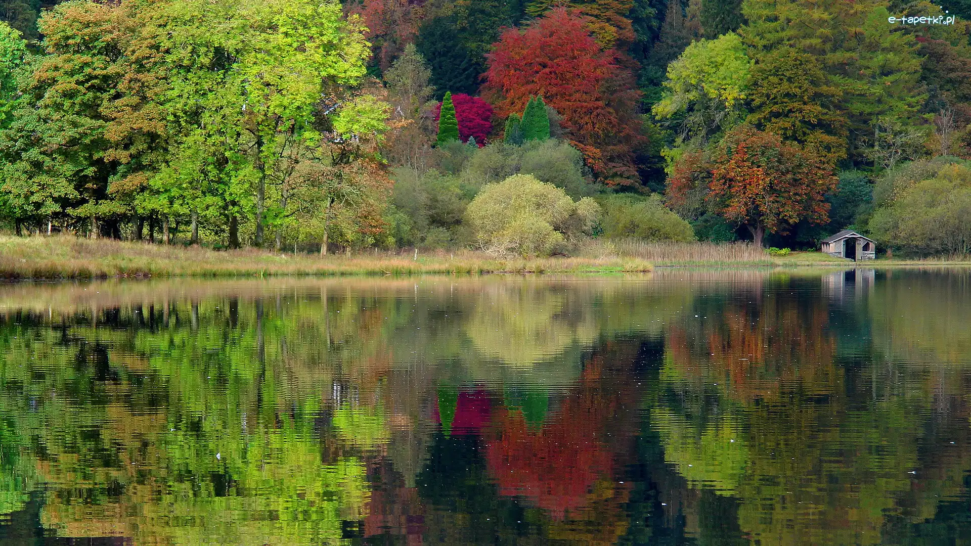 Jezioro, Las, Jesień