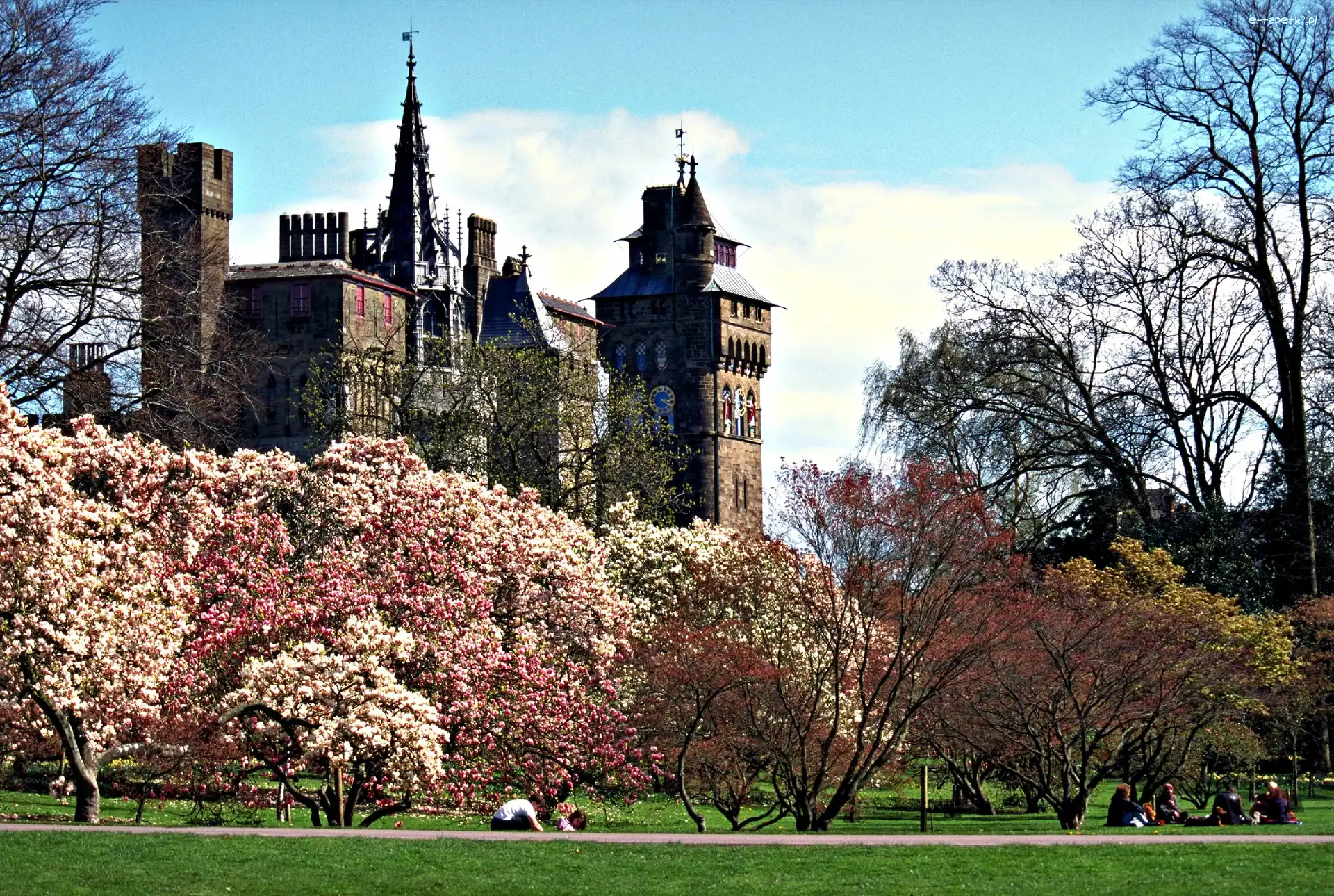 Kwitnące, Walia, Park, Drzewa, Cardiff, Zamek