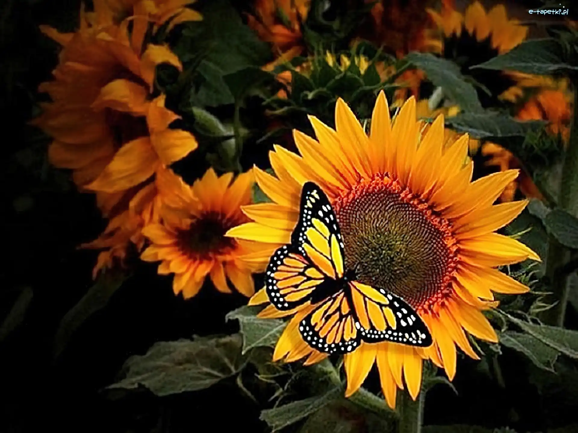 Słoneczniki, Motyl