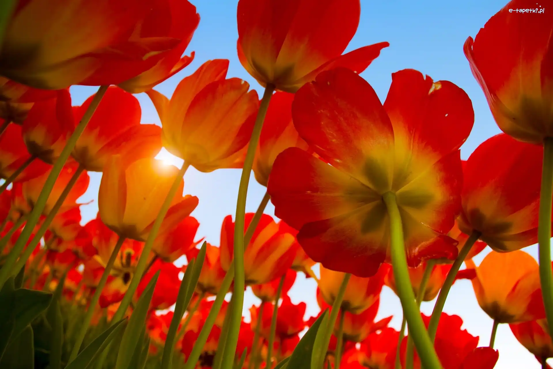 Słońca, Promienie, Tulipany