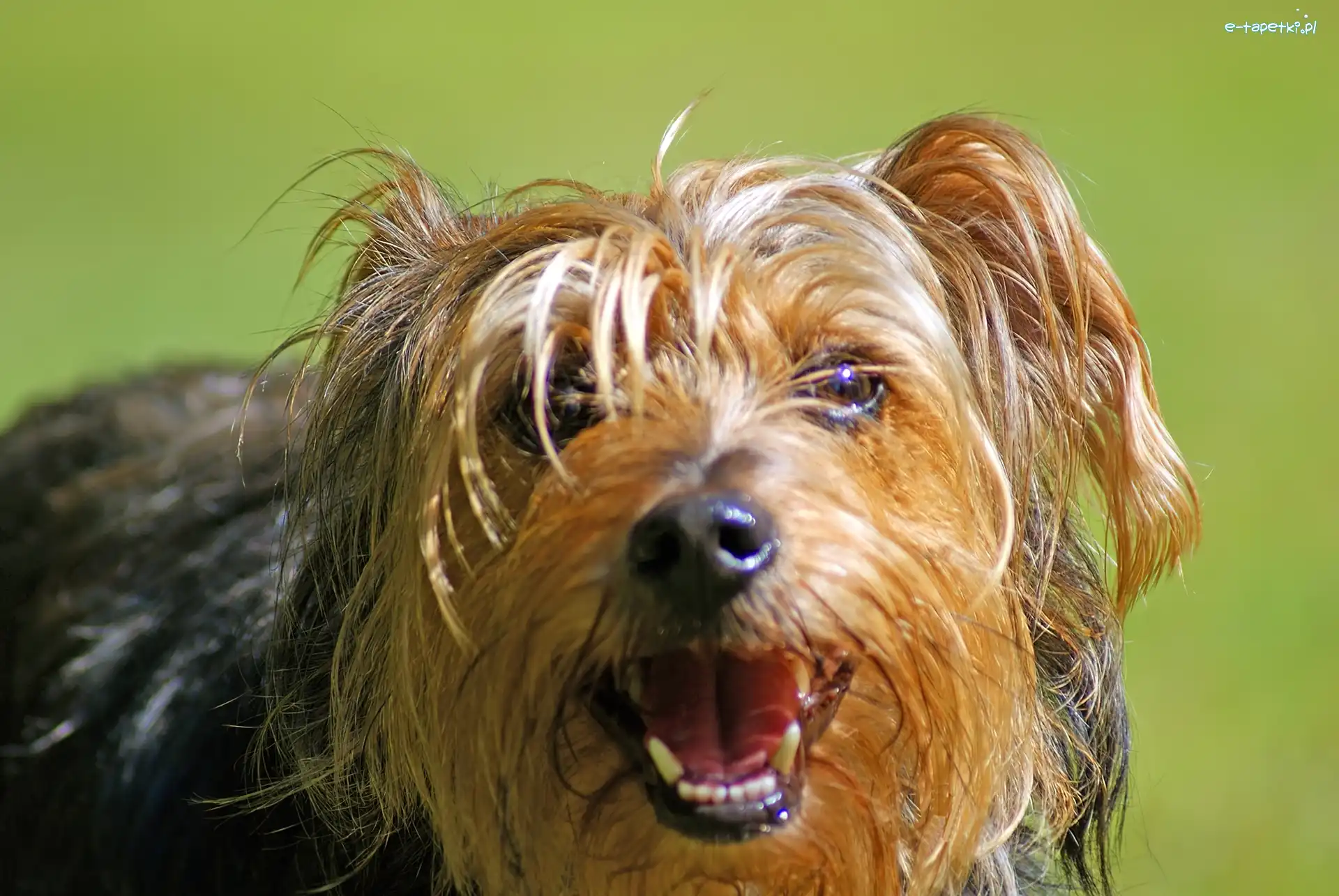 Yorkshire Terrier, Piesek