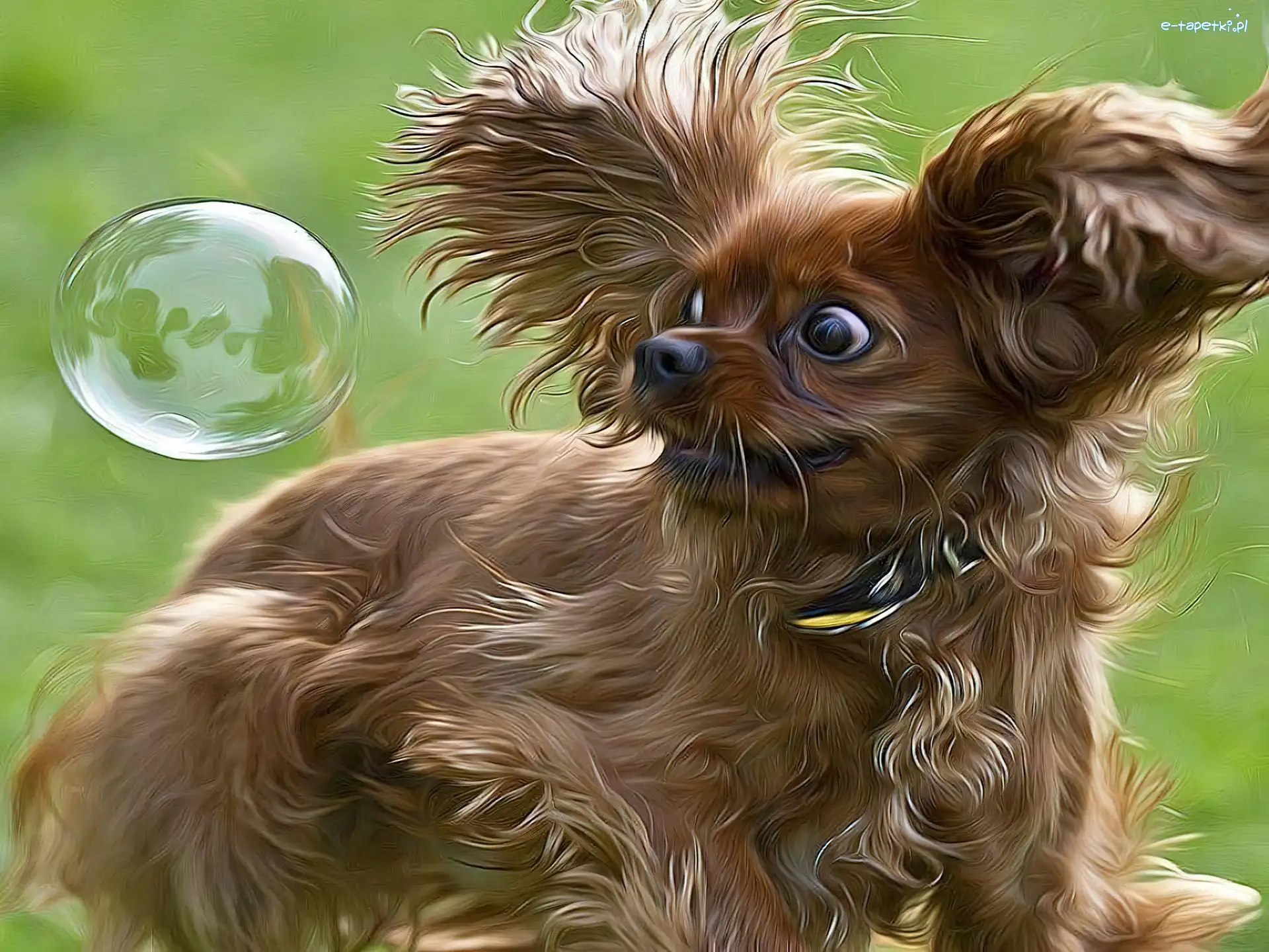 Bańka, Yorkshire Terrier, Mydlana, Piesek