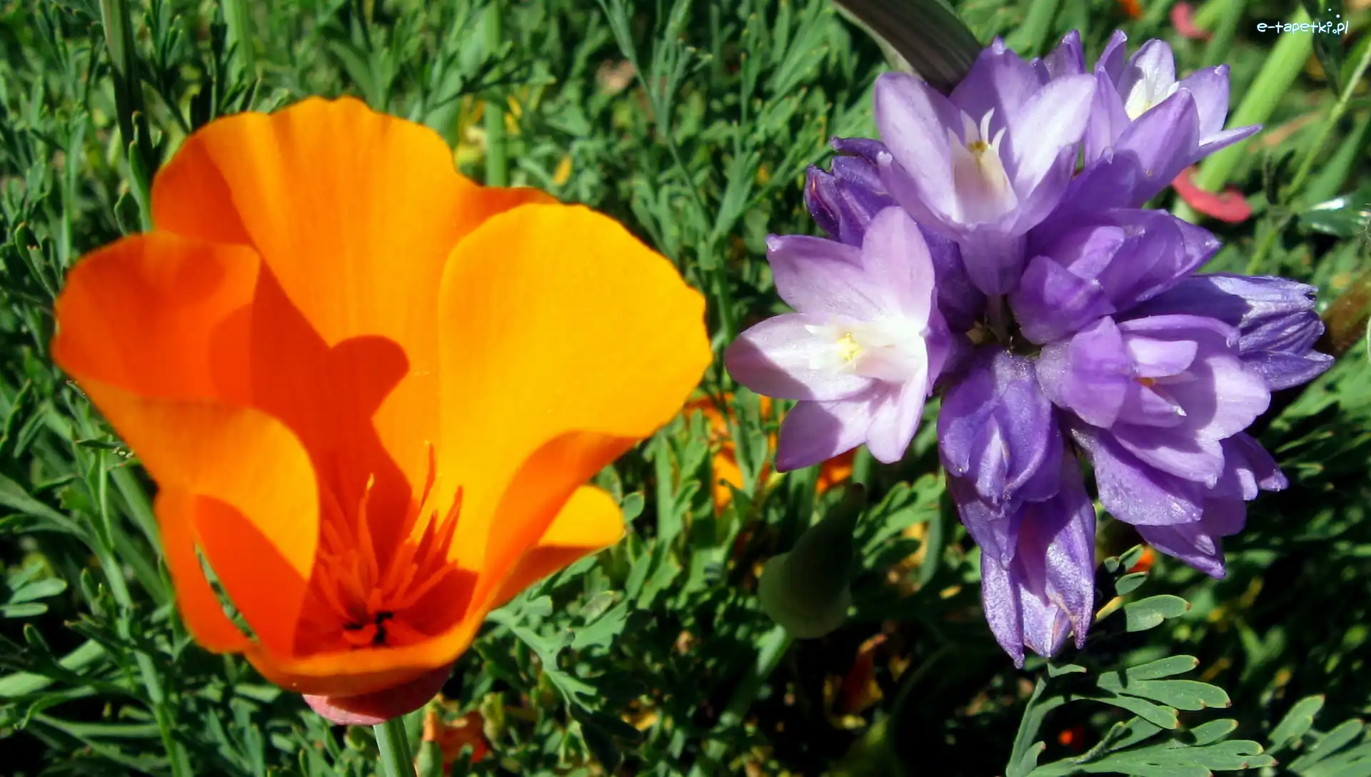 Dichelostemma, Mak, Kwiaty