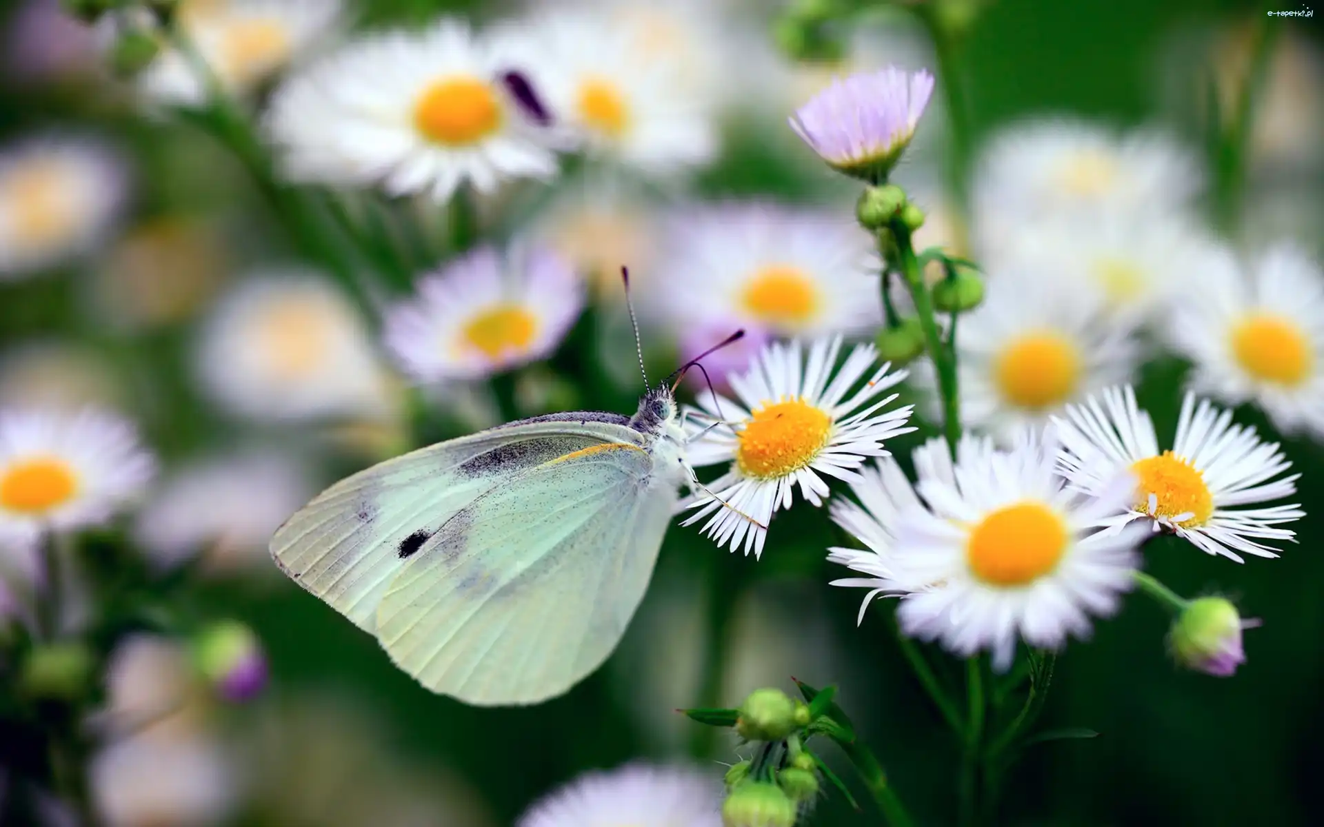 Białe, Bielinek, Motyl, Przymiotno