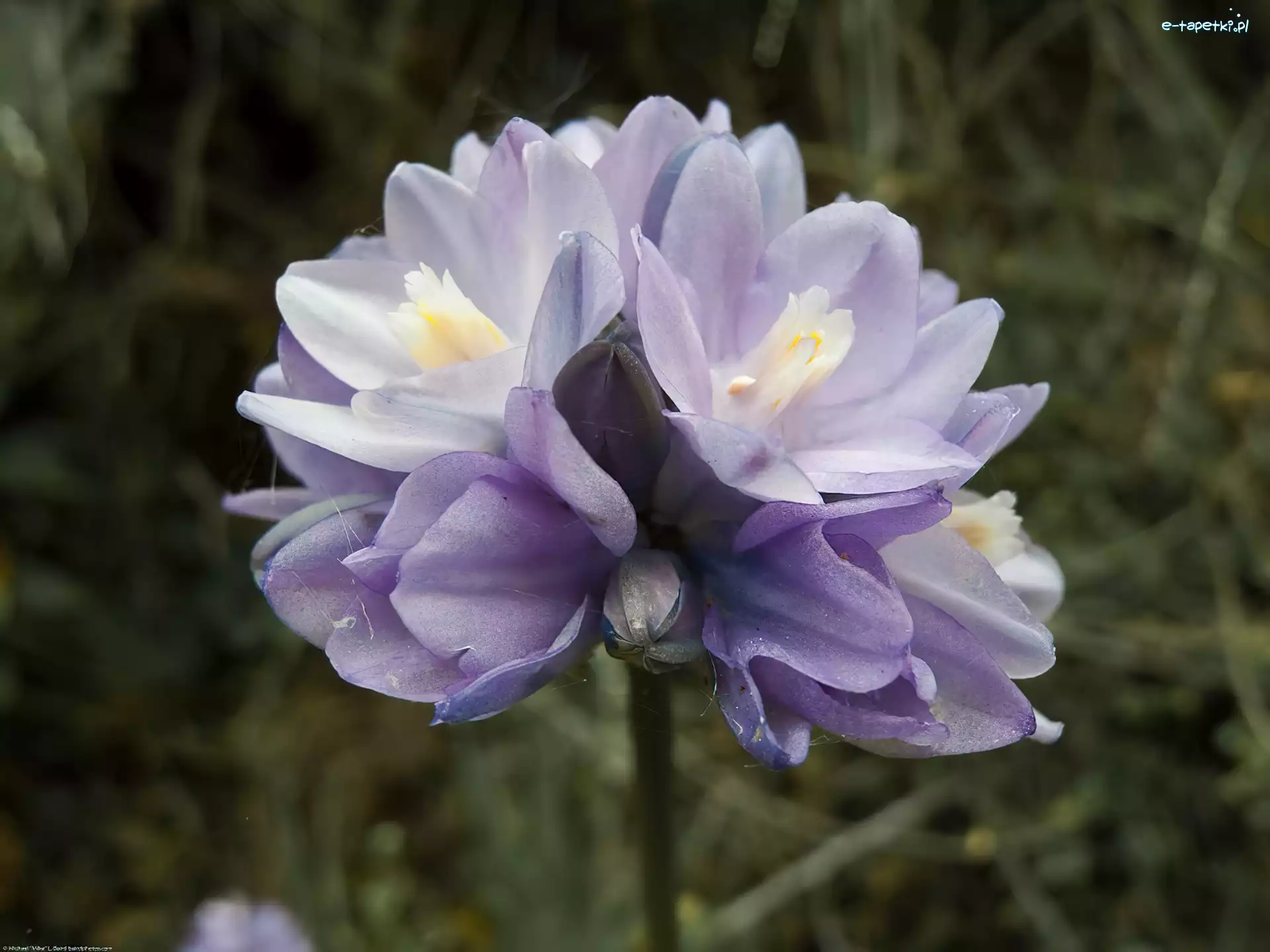 Dichelostemma, Kwiat