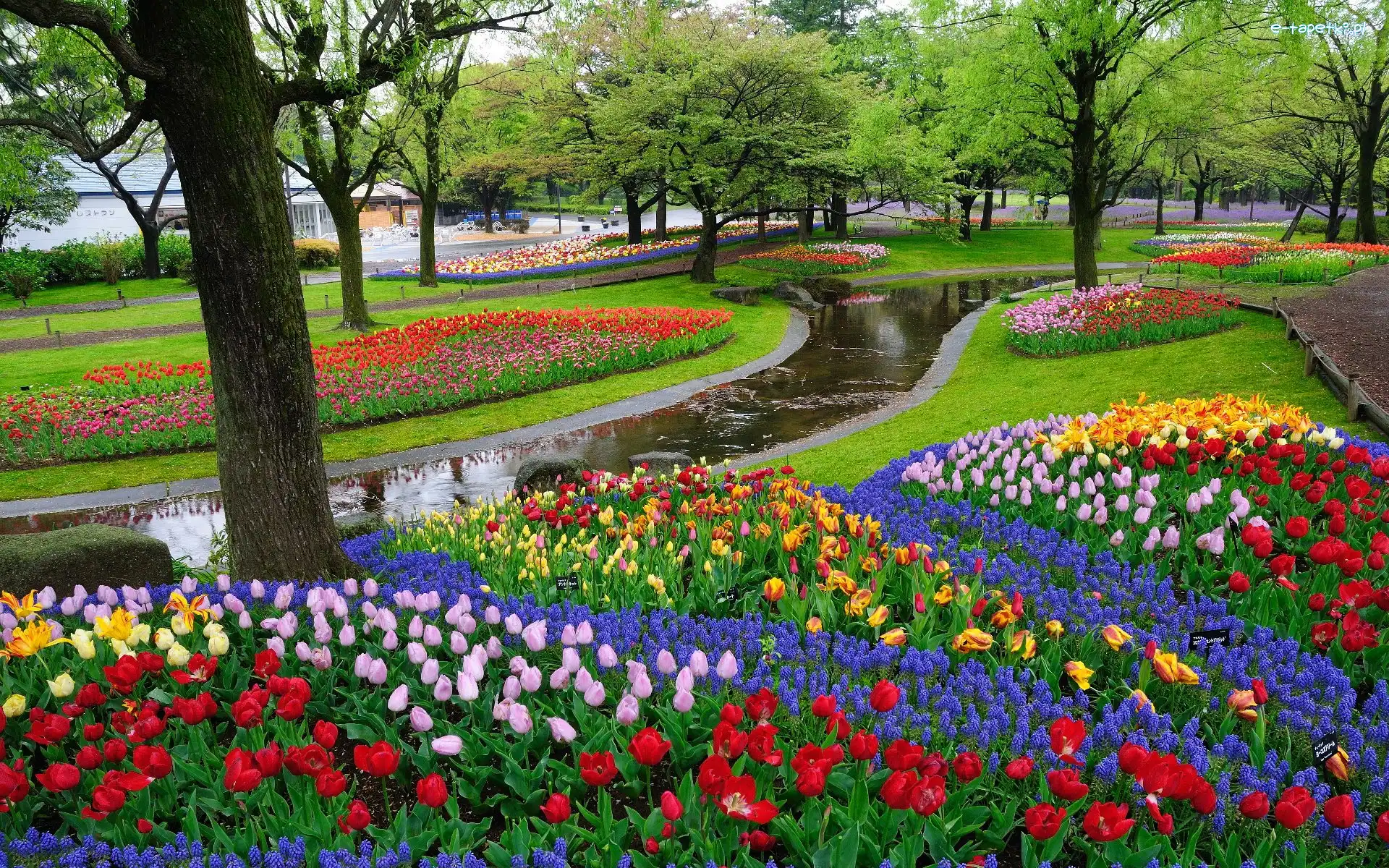 Drzewa, Tulipany, Rzeczka, Park