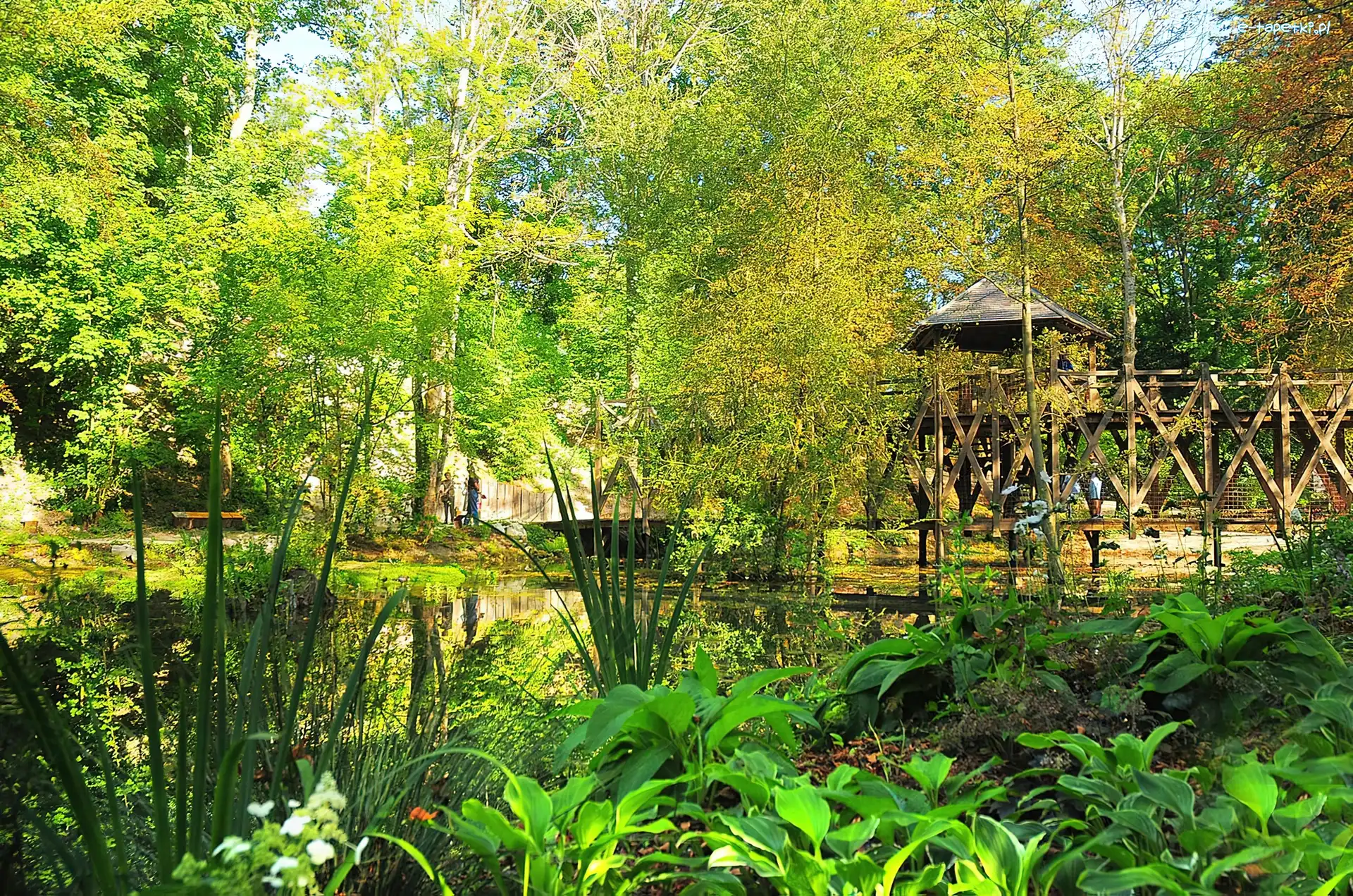 Roślinność, Drzewa, Park