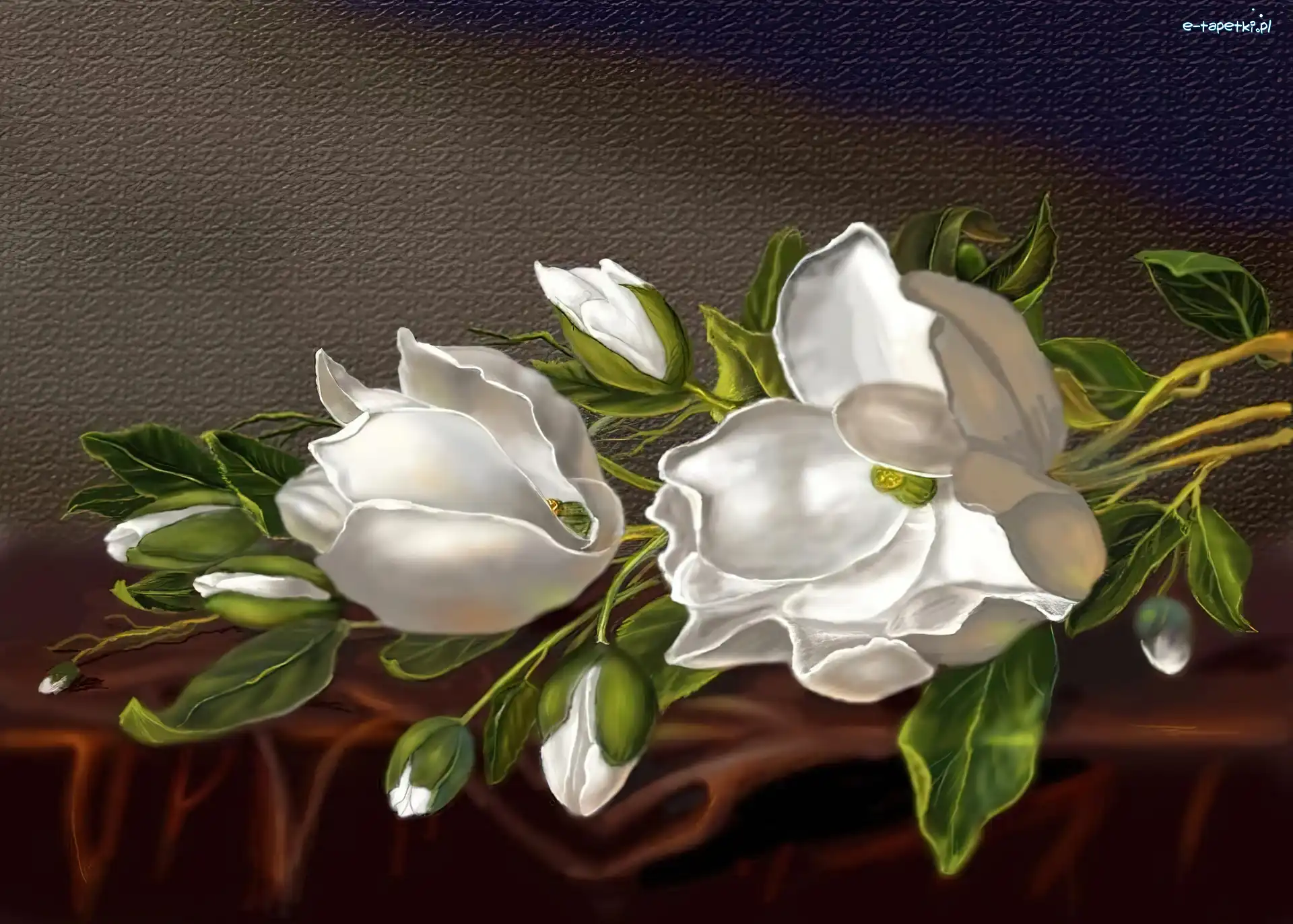 Magnolia, Kwiaty, Białe