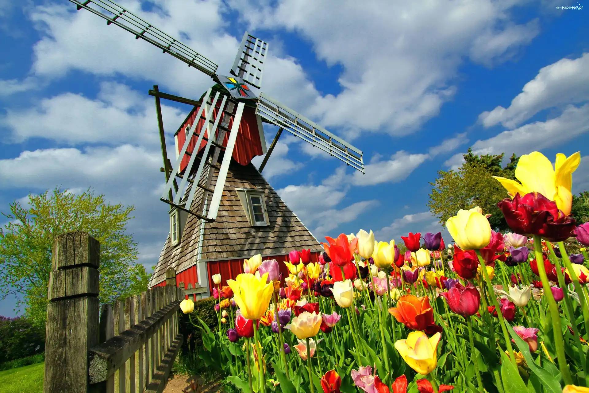 Płot, Tulipany, Pole, Wiatrak