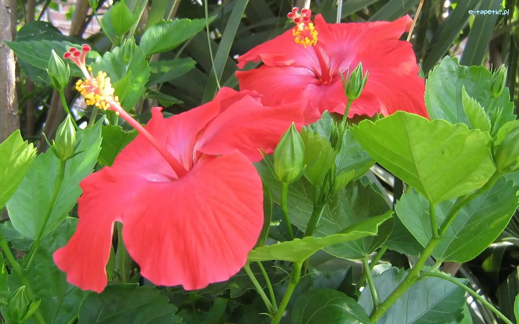 Hibiskusa, Kwiaty