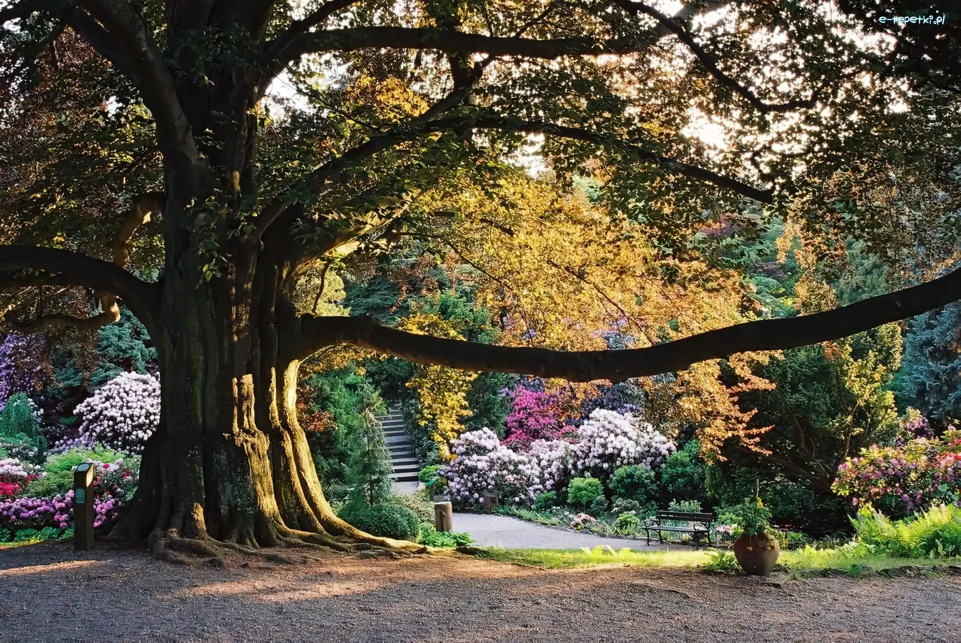 Wojsławice, Arboretum