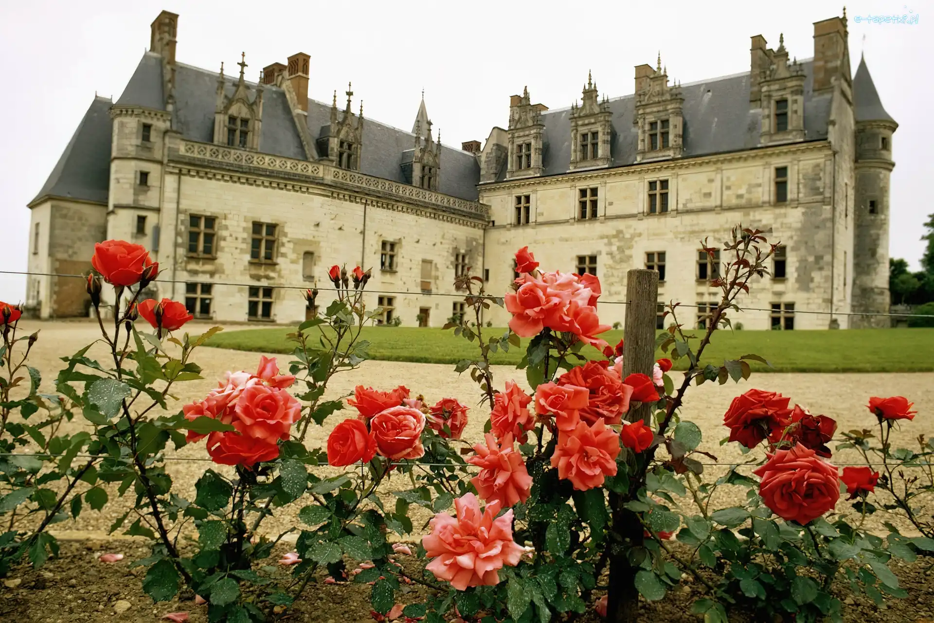 Róże, Amboise. Francja, Zamek, Ogród
