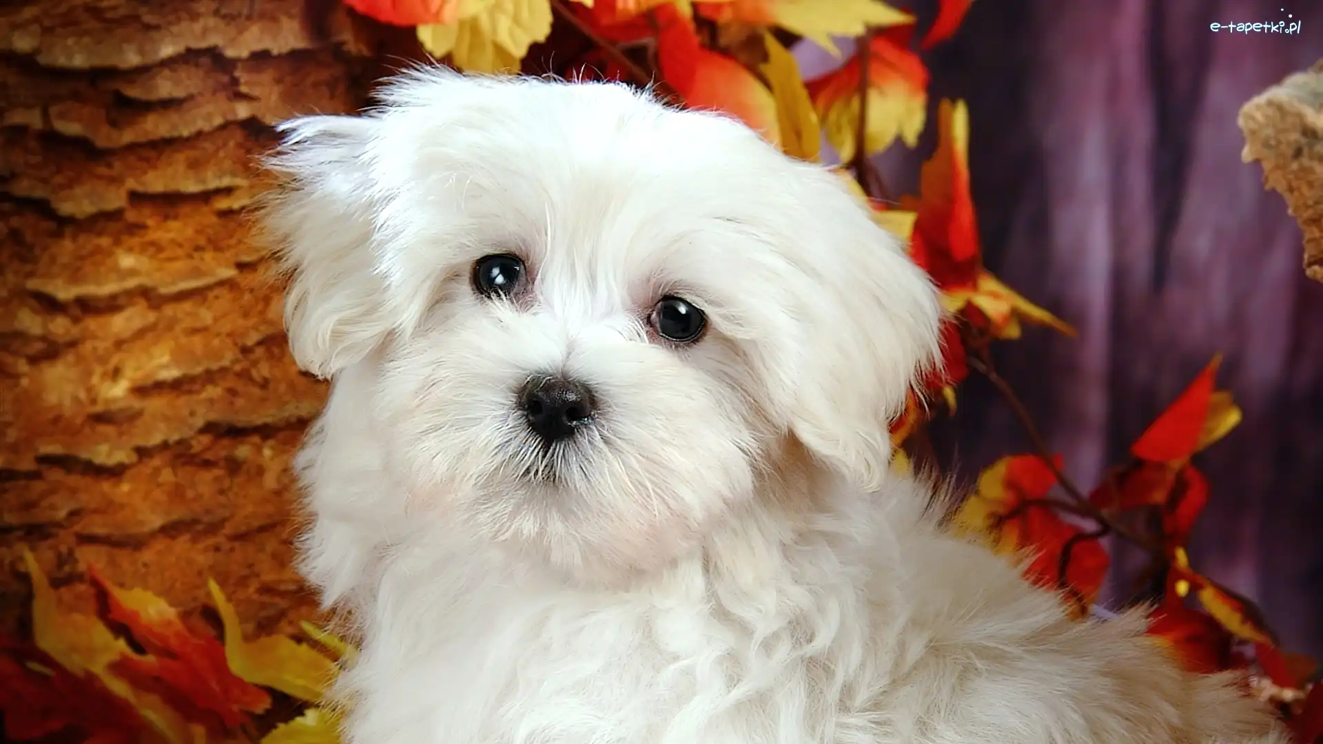 Listki, Bichon, Biały