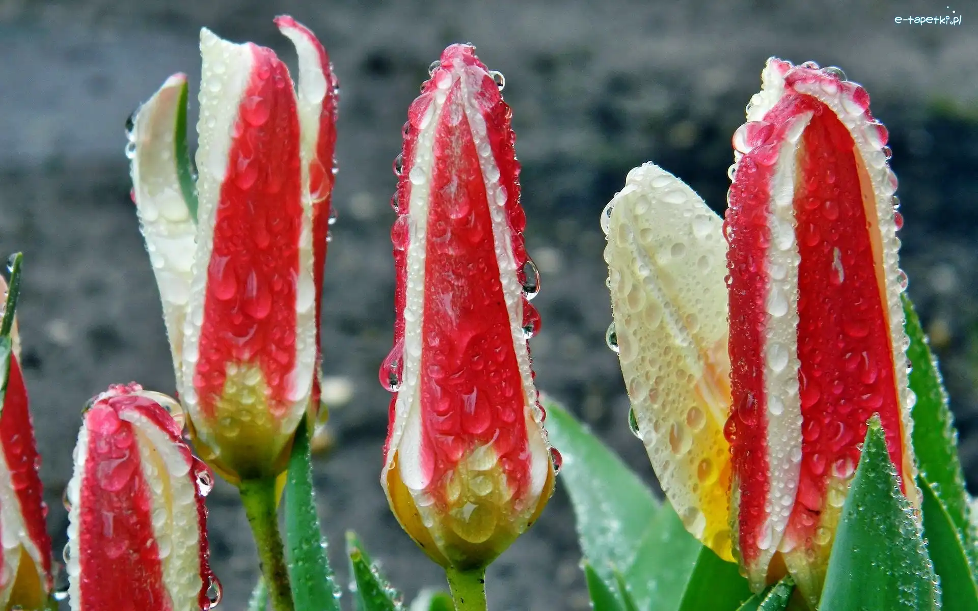 Deszczu, Krople, Tulipany