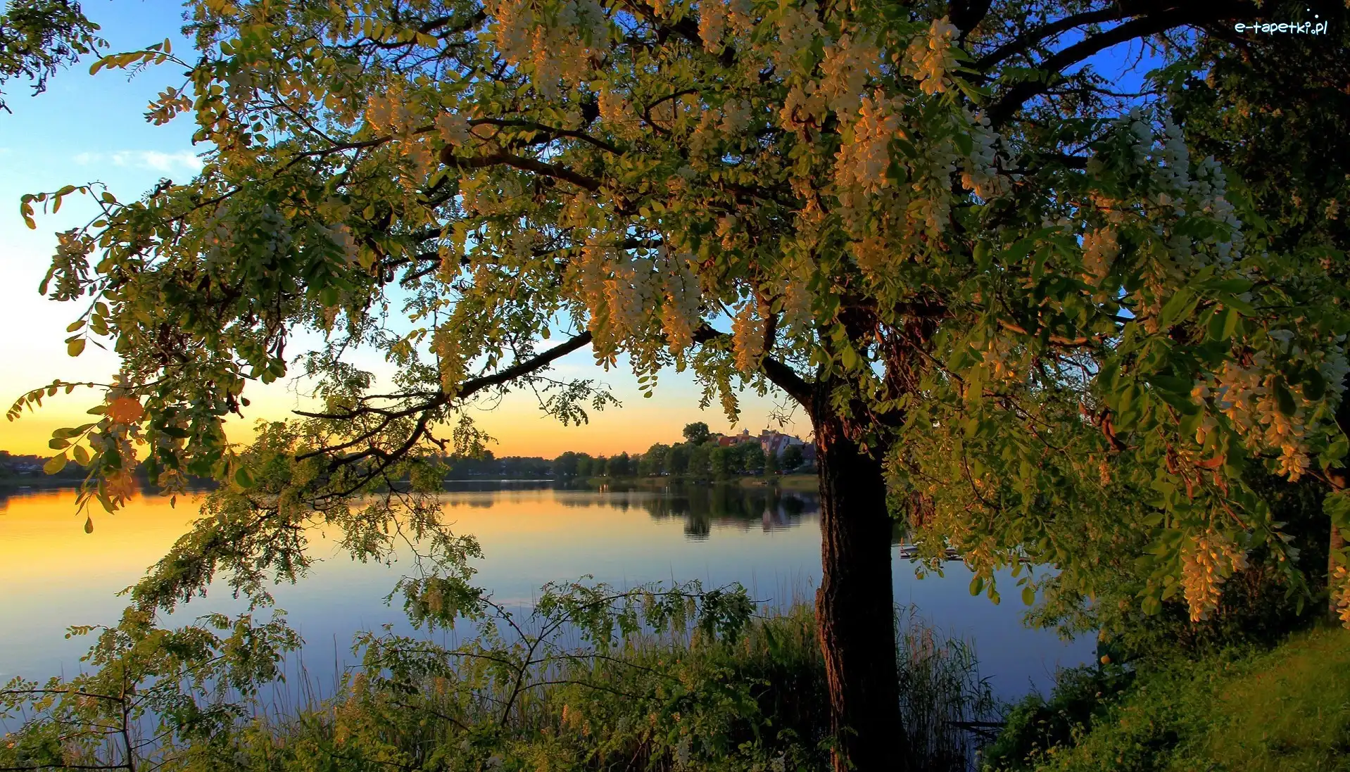 Drzewa, Jezioro