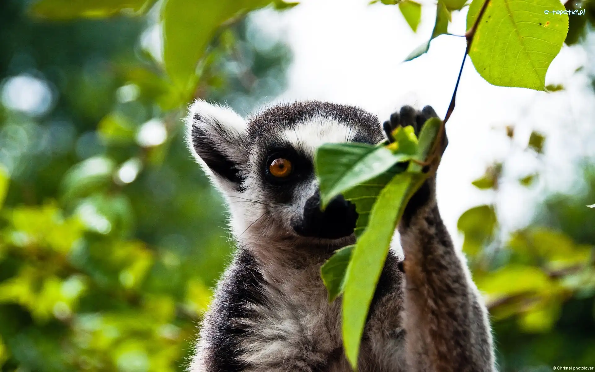 Katta, Las, Liście, Lemur