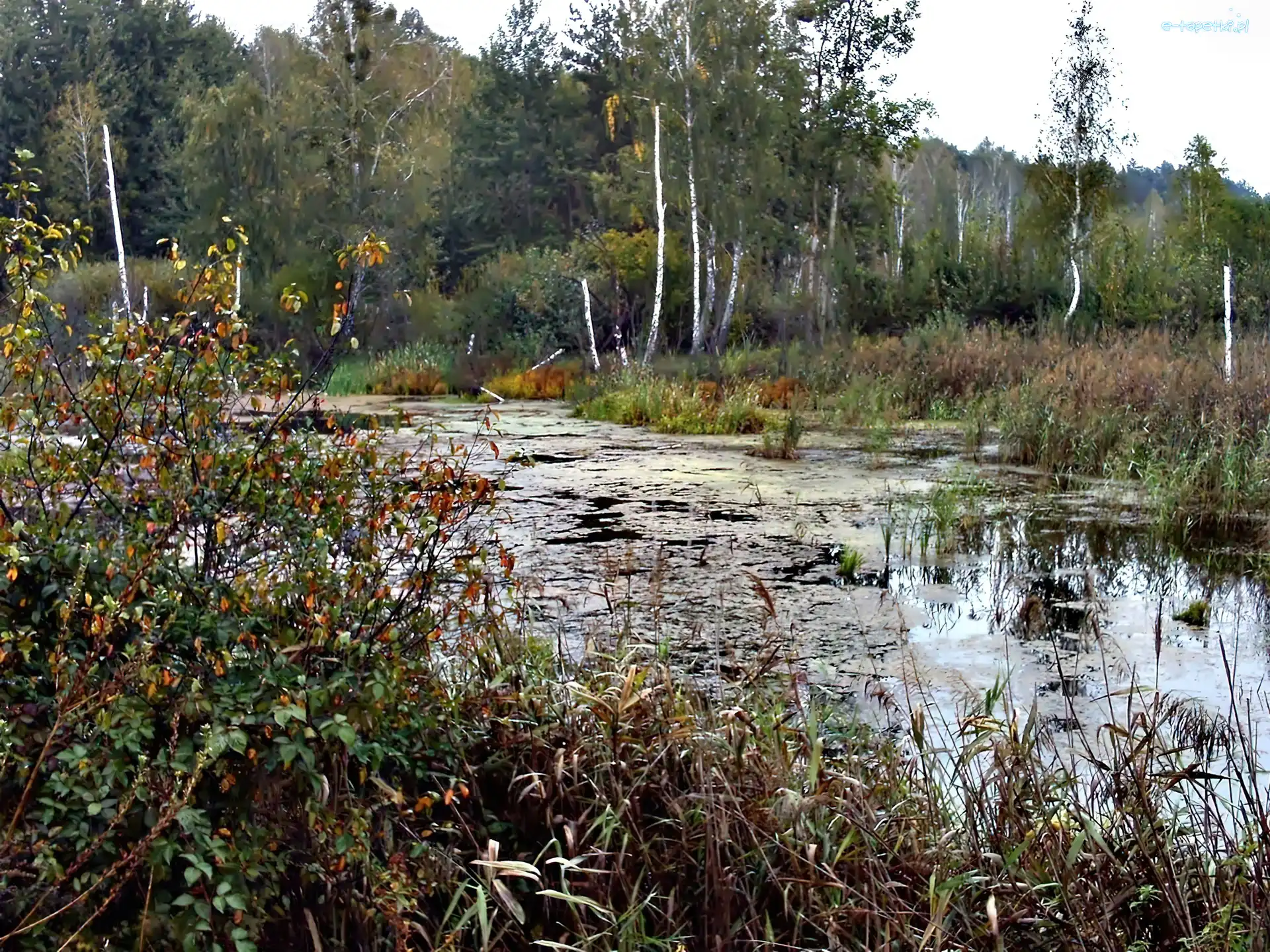 Rzeka, Krzewy, Brzozy, Las