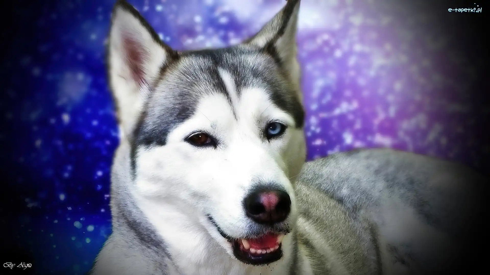 Siberian Husky
