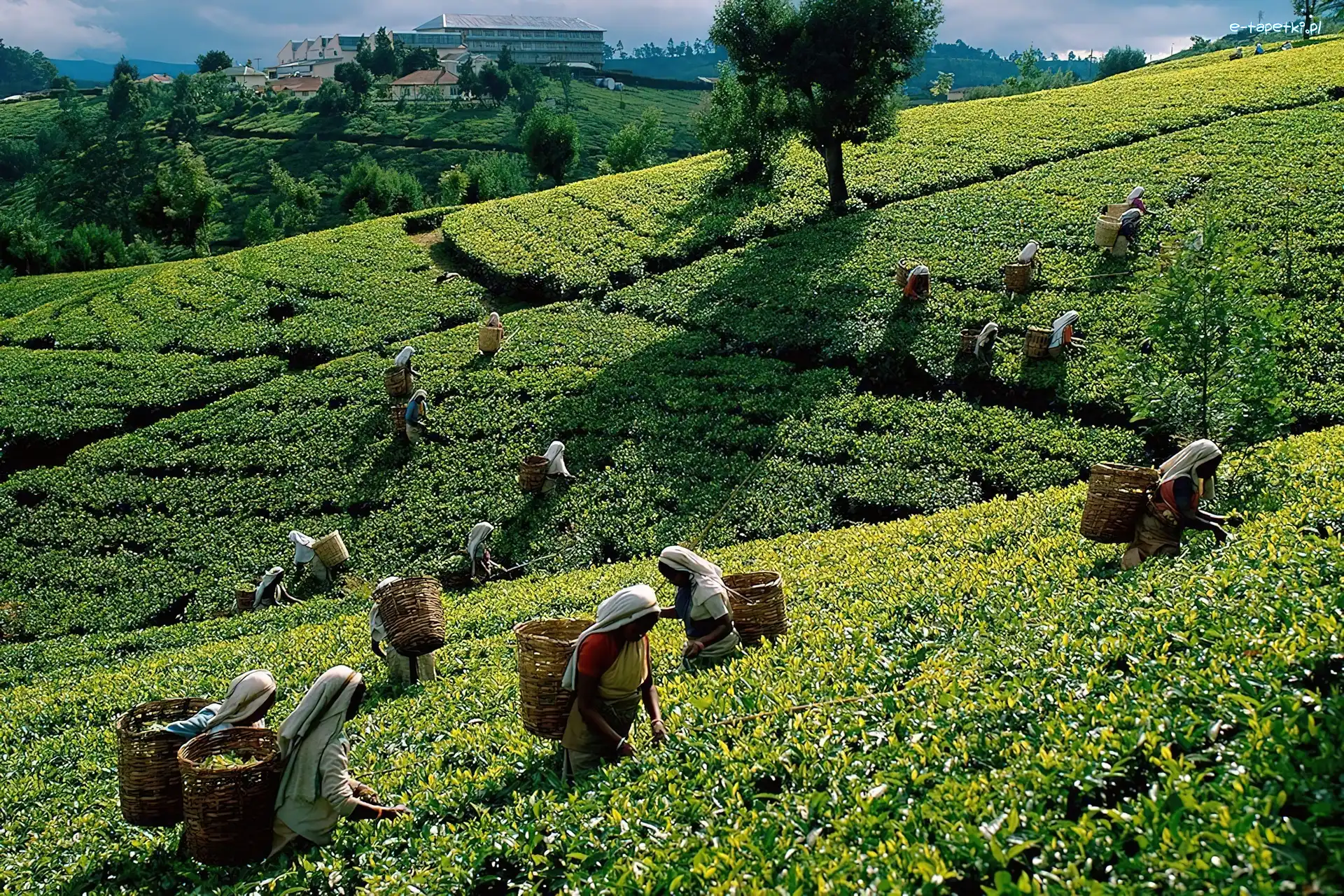 Srilanka, Zbiór, Herbata