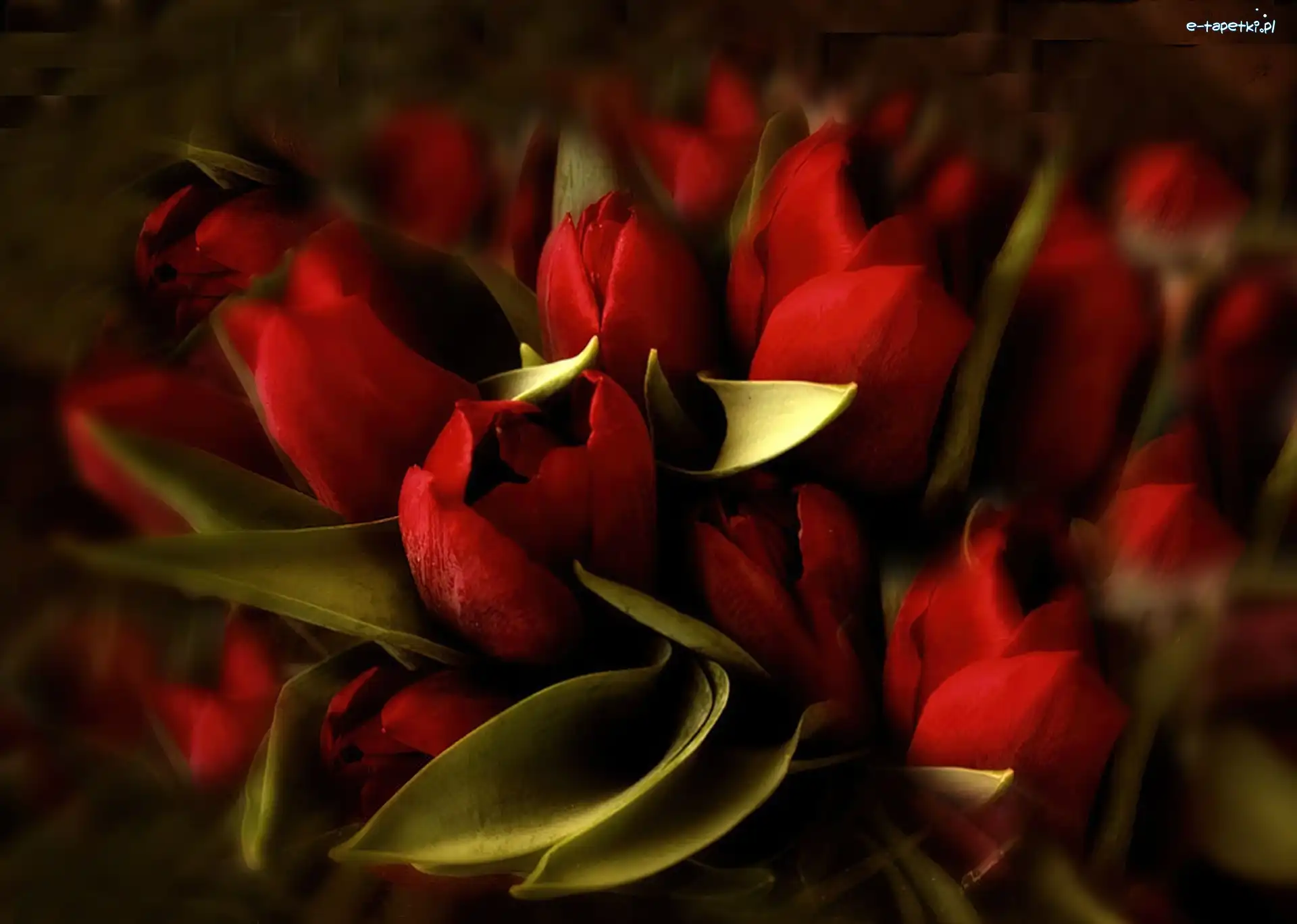 Tulipany, Czerwone, Kwiaty