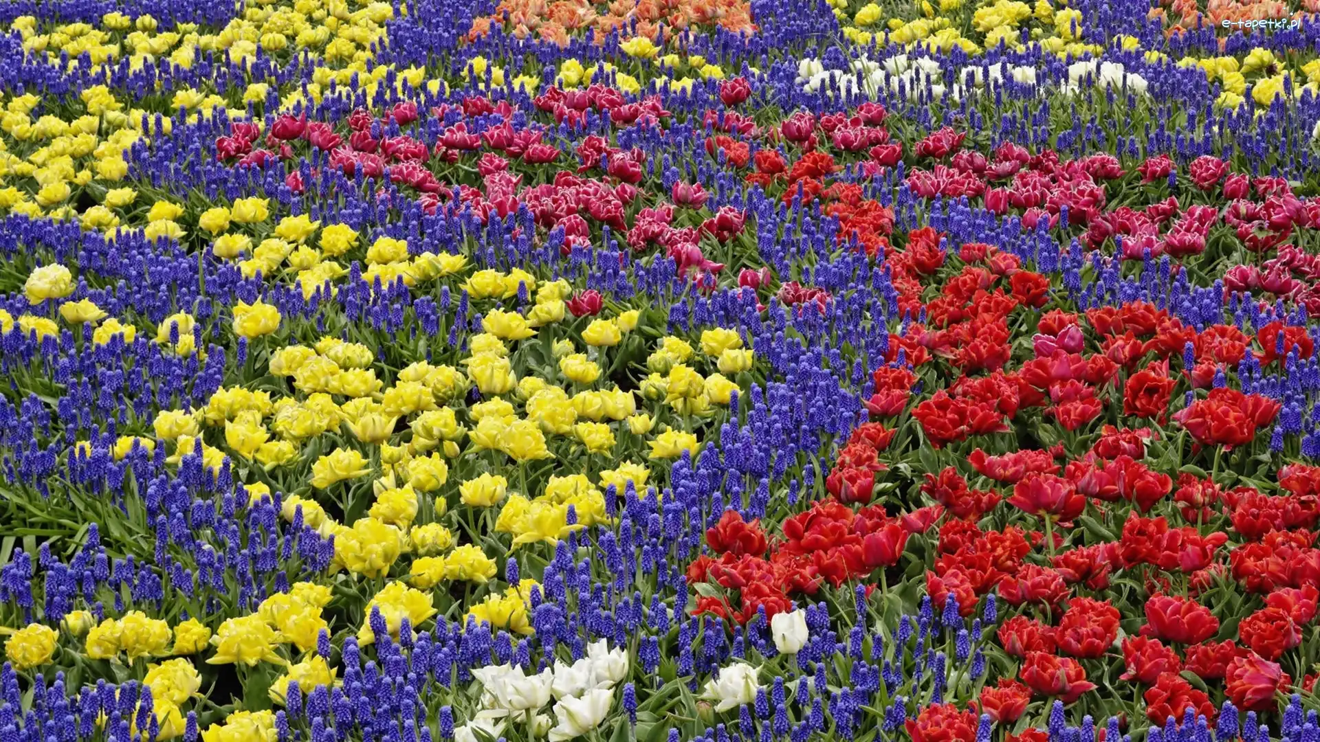 Kolorowe, Szafirki, Tulipany, Kwiaty