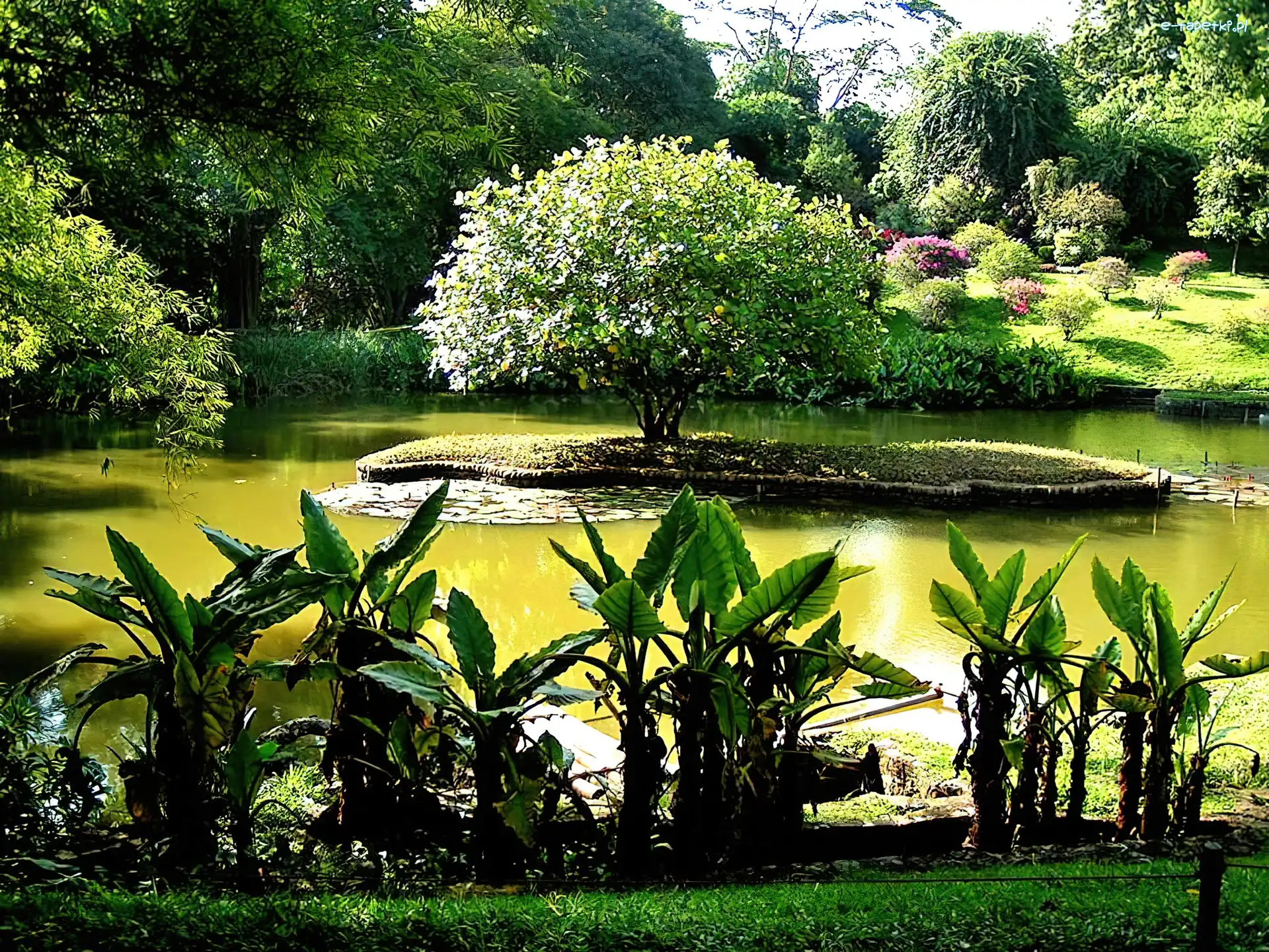 Sri Lanka, Botaniczny, Ogród