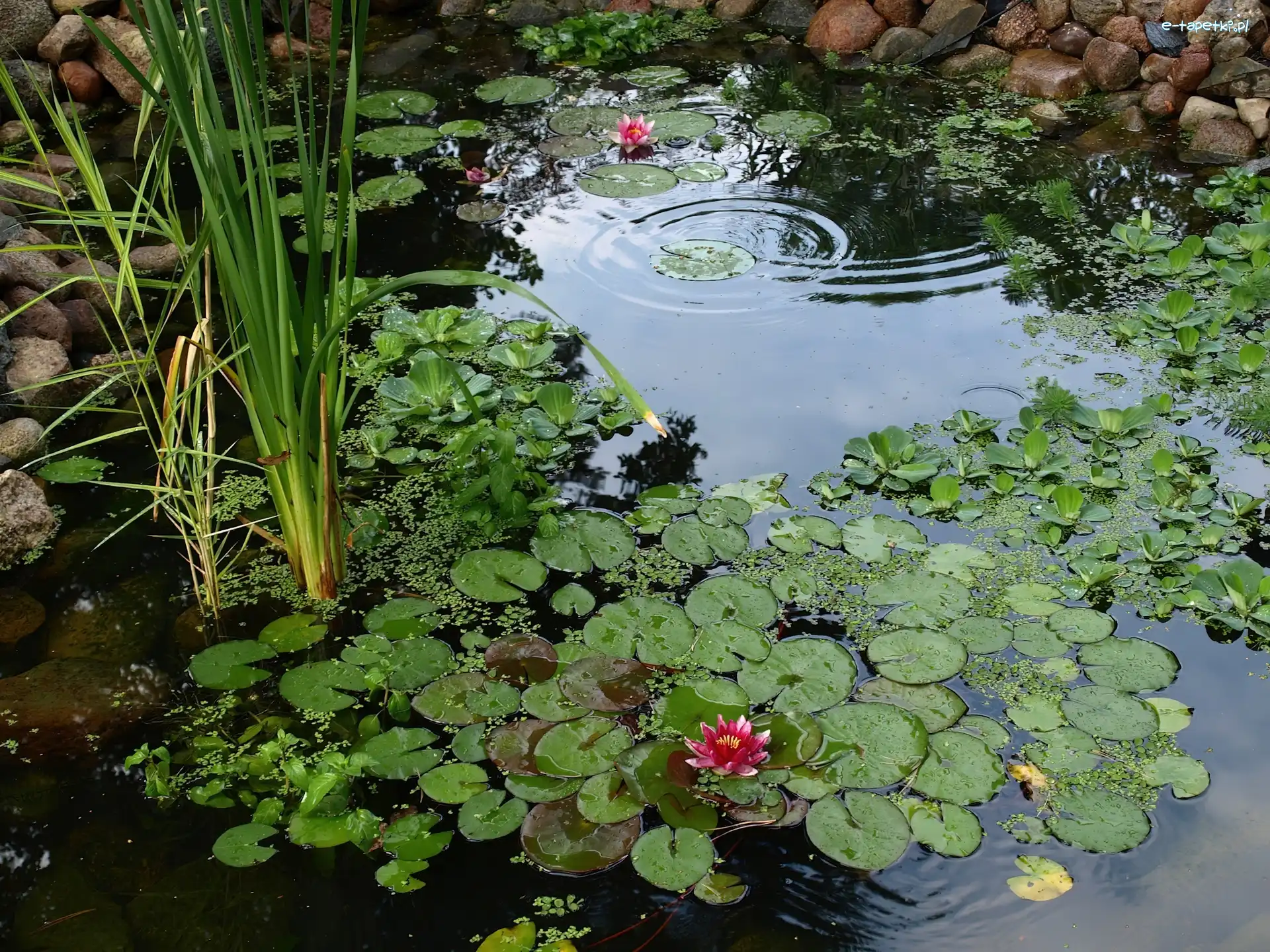 Wodne, Wodne, Rośliny, Kwiaty, Oczko, Ogród