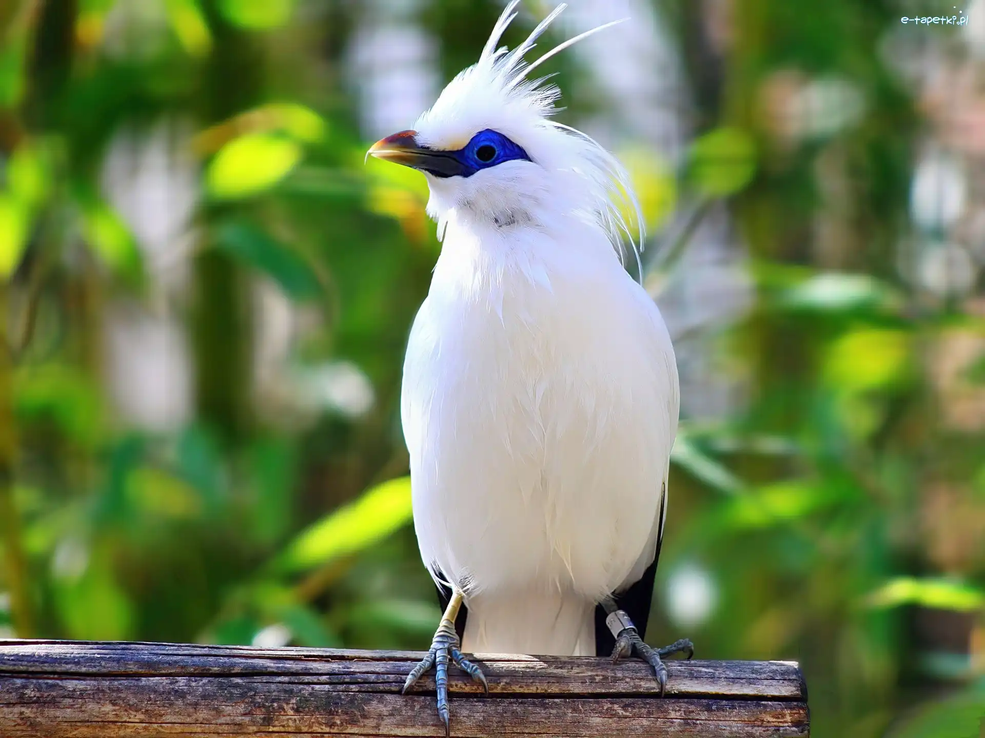Bali Starling, Szpak balijski, Biały