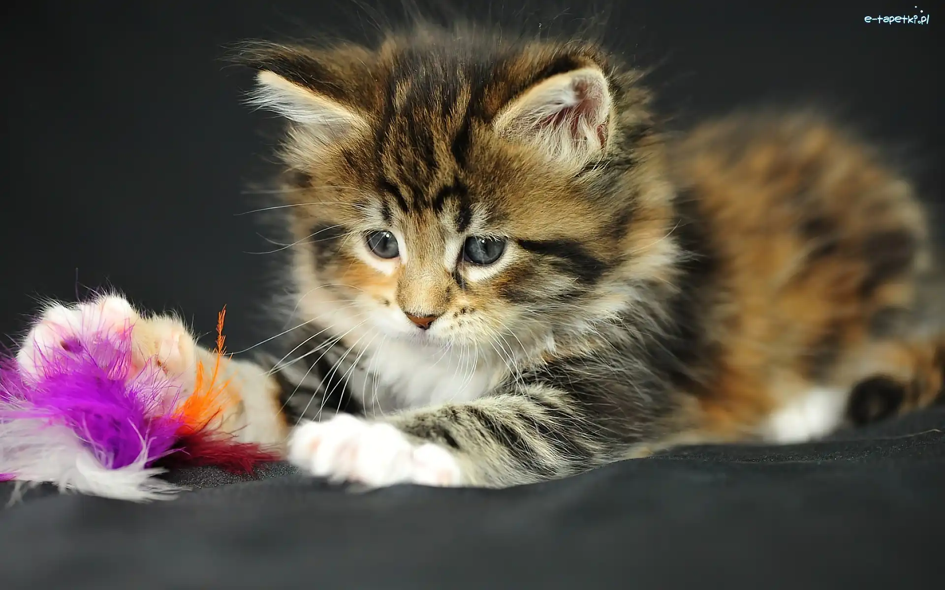 Maine Coon, Zabawka, Kotek