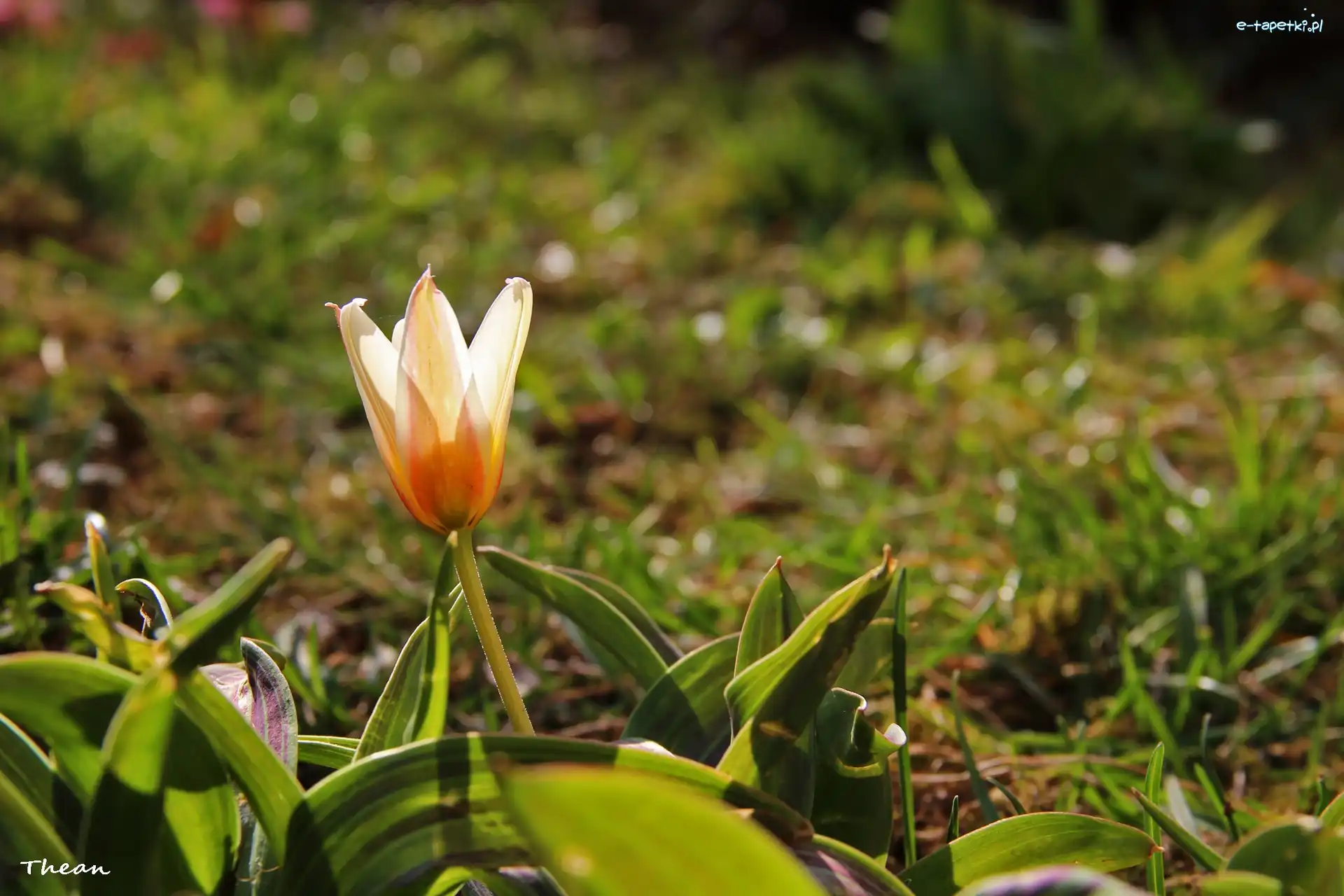 Kwiat, Trawa, Tulipan