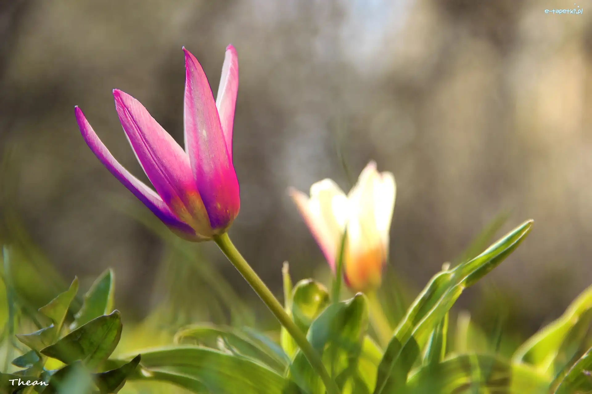 Tulipan, Różowy