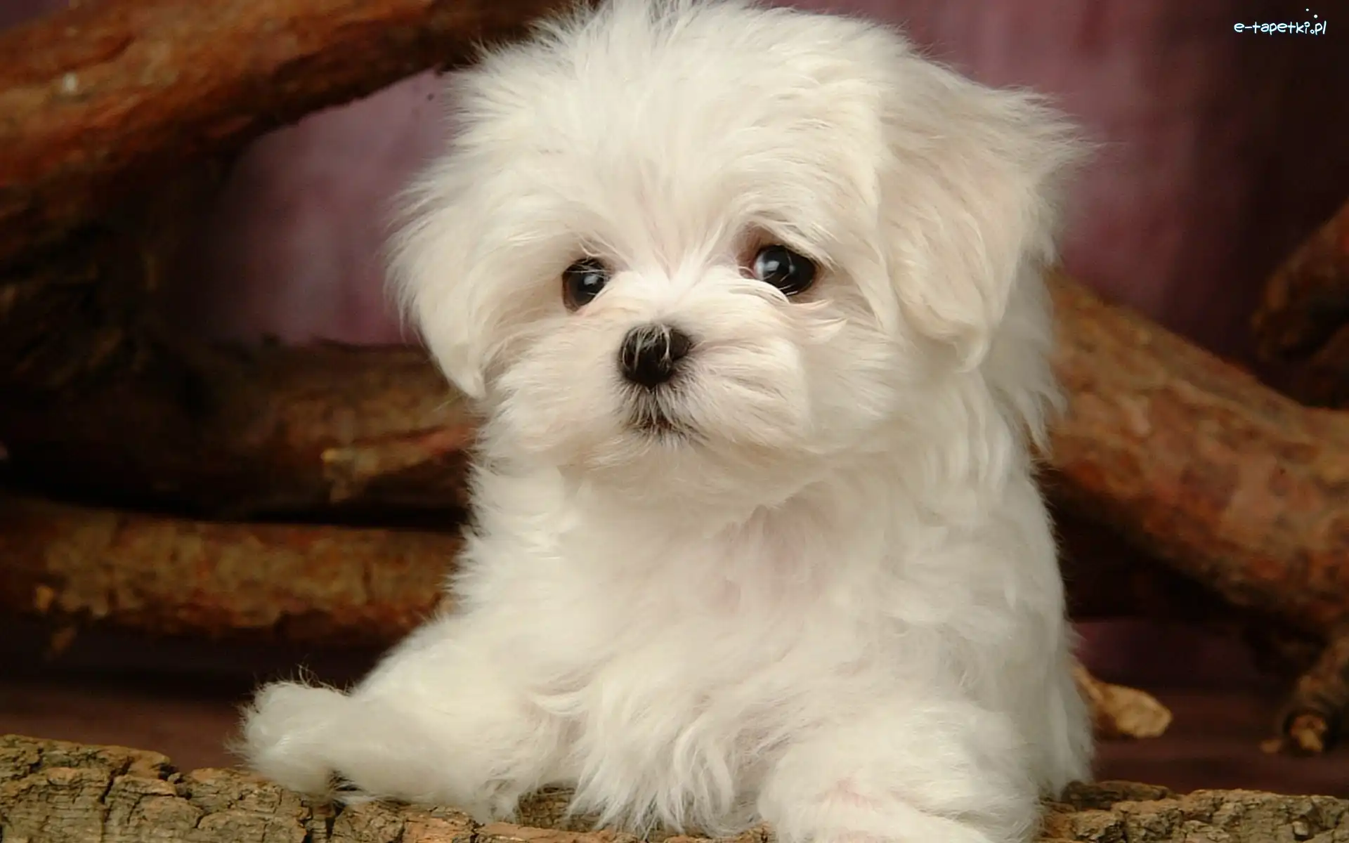 Bichon Frise, Biały