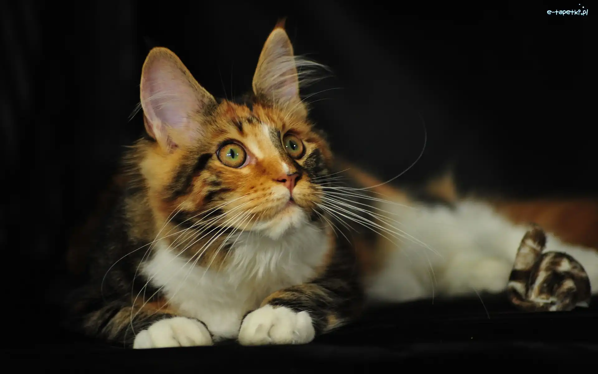 Maine Coon, Kotek