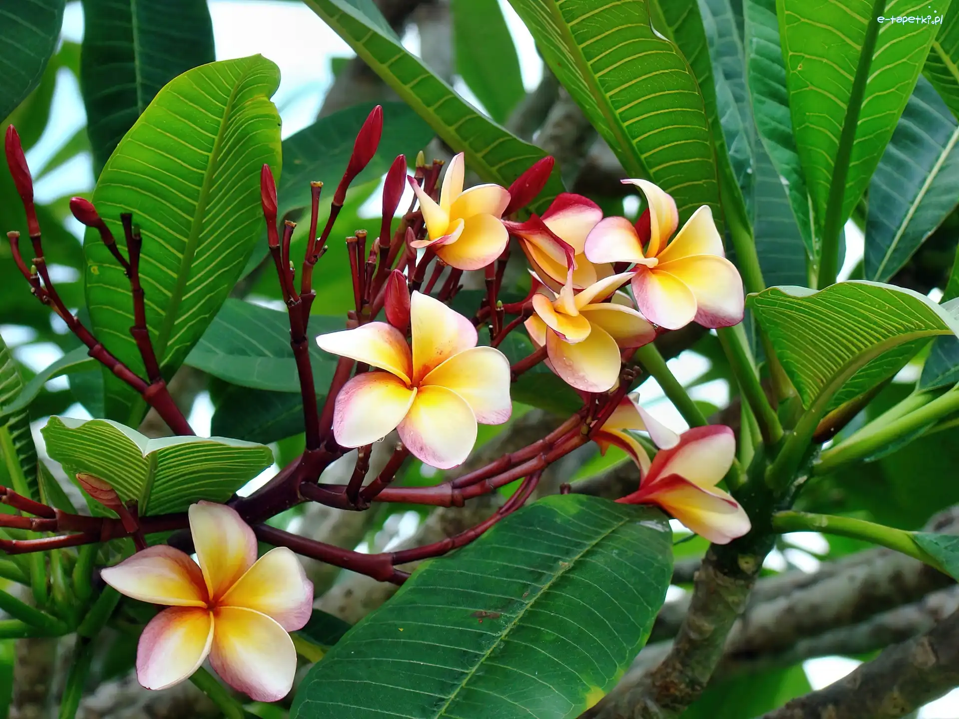 Liście, Plumeria