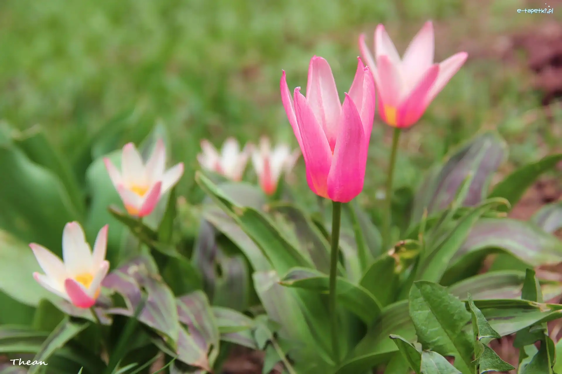 Wiosna, Kwiaty, Tulipany