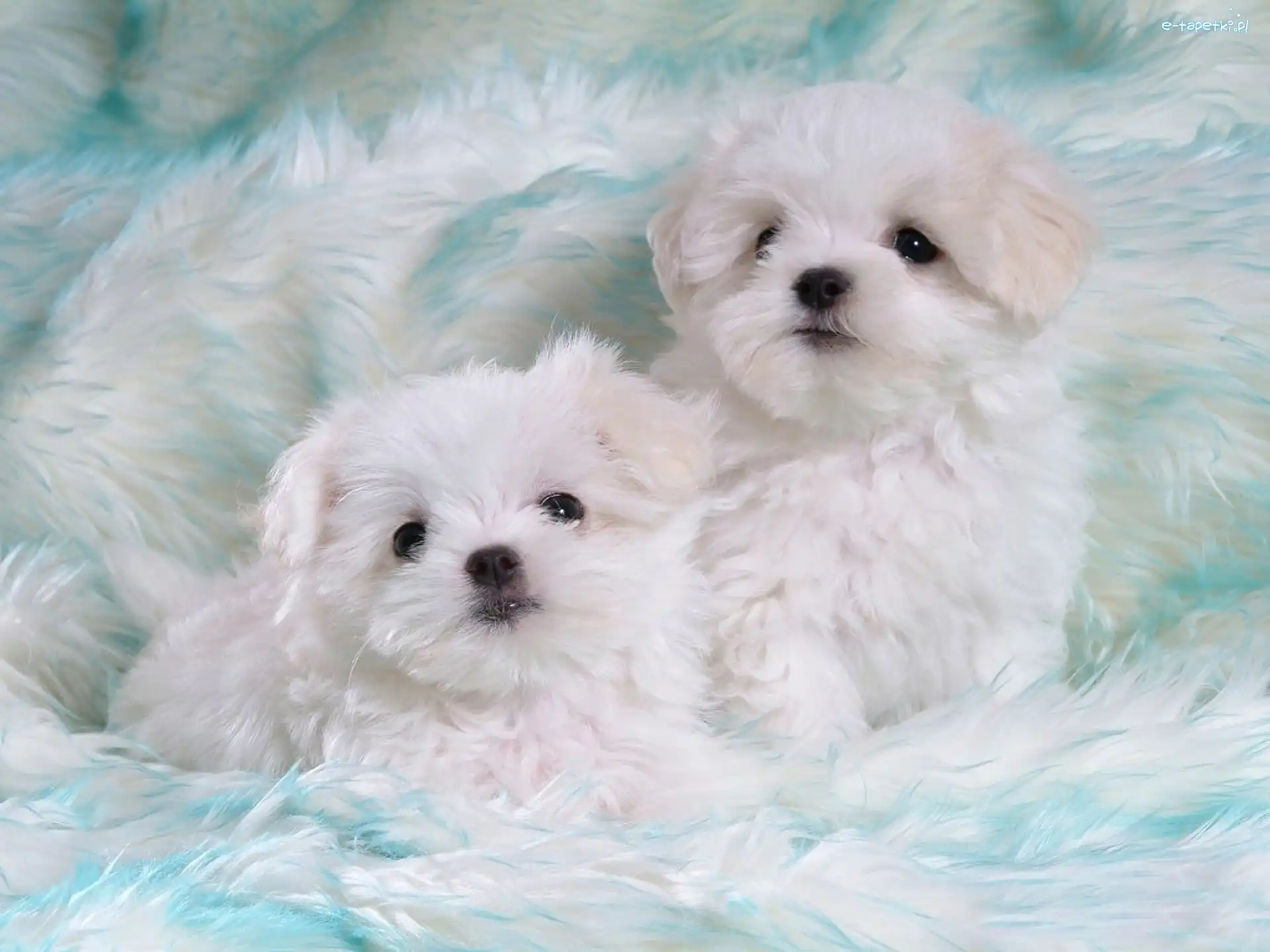 Bichon Frise, Pieski, Dwa