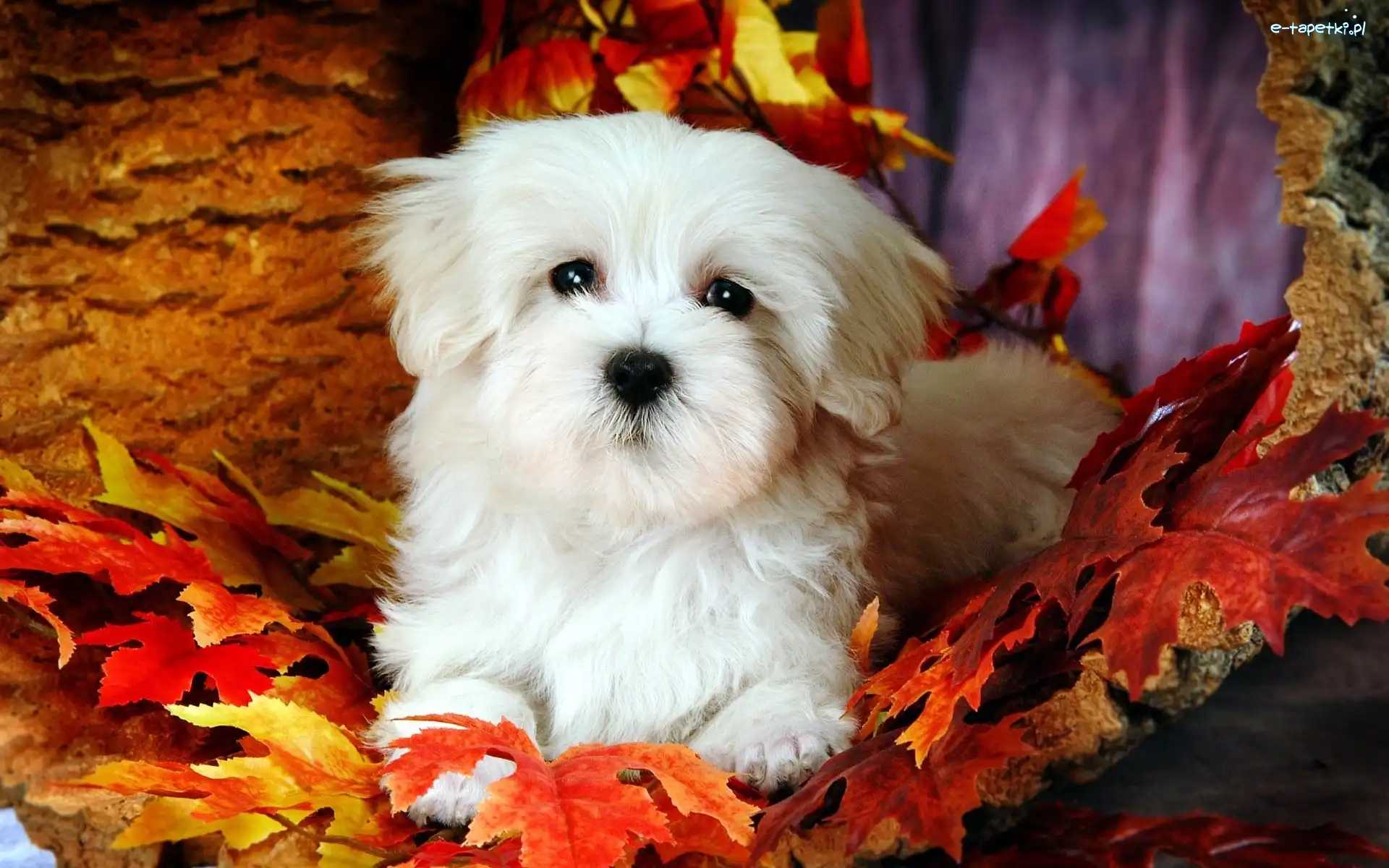 Liście, Bichon Frise, Piesek