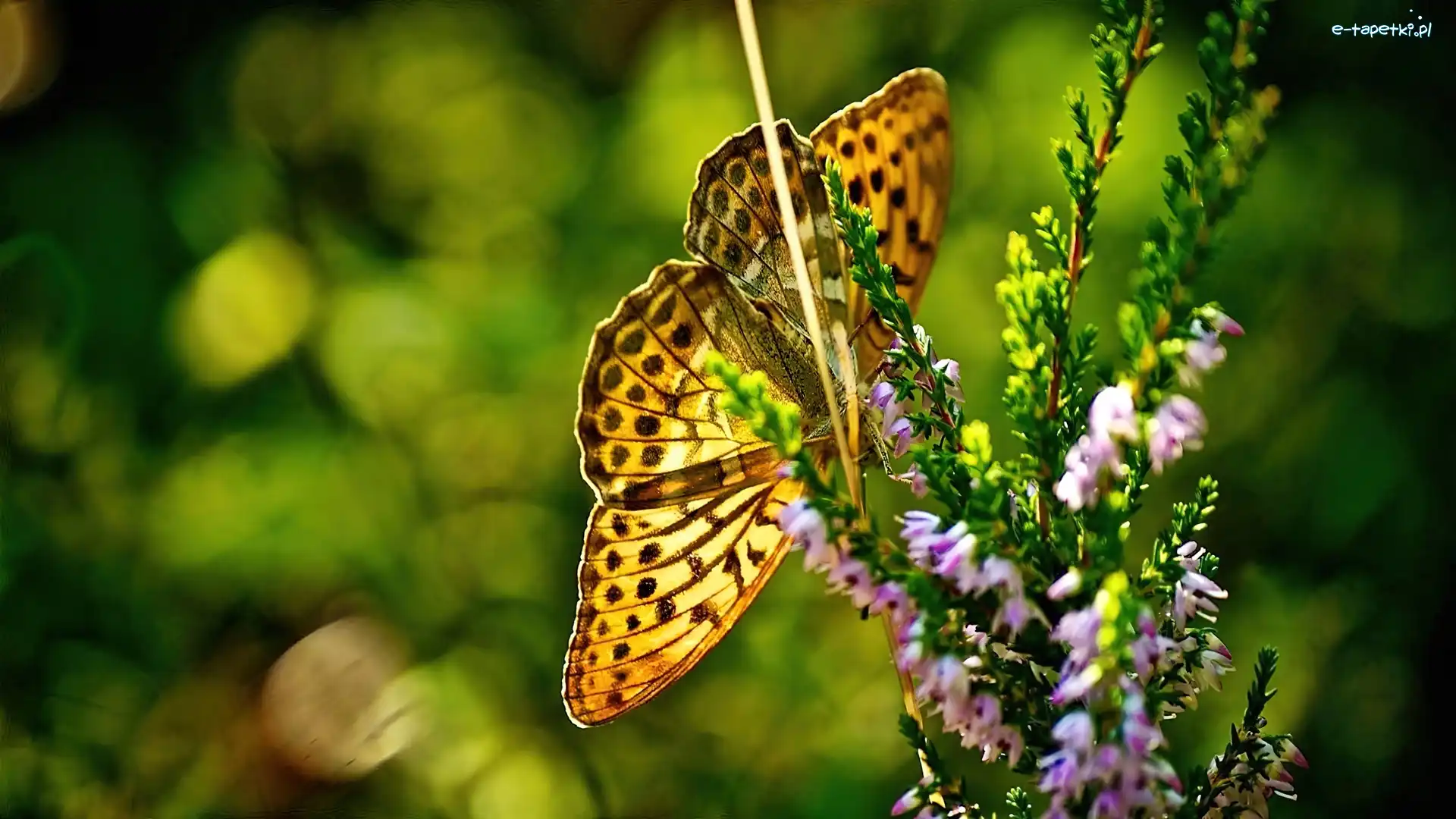 Roślina, Motyl