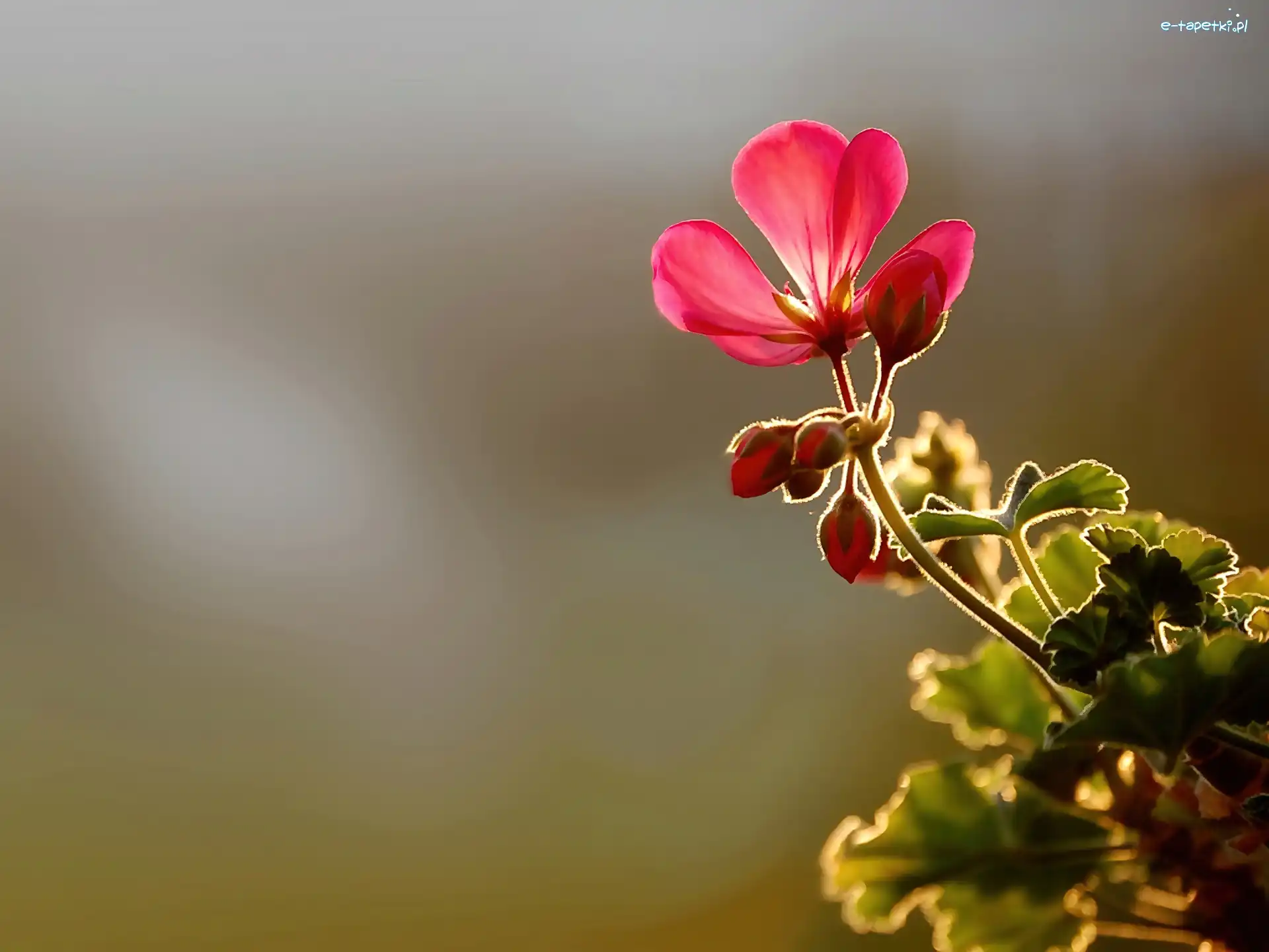 Pelargonia, Czerwona