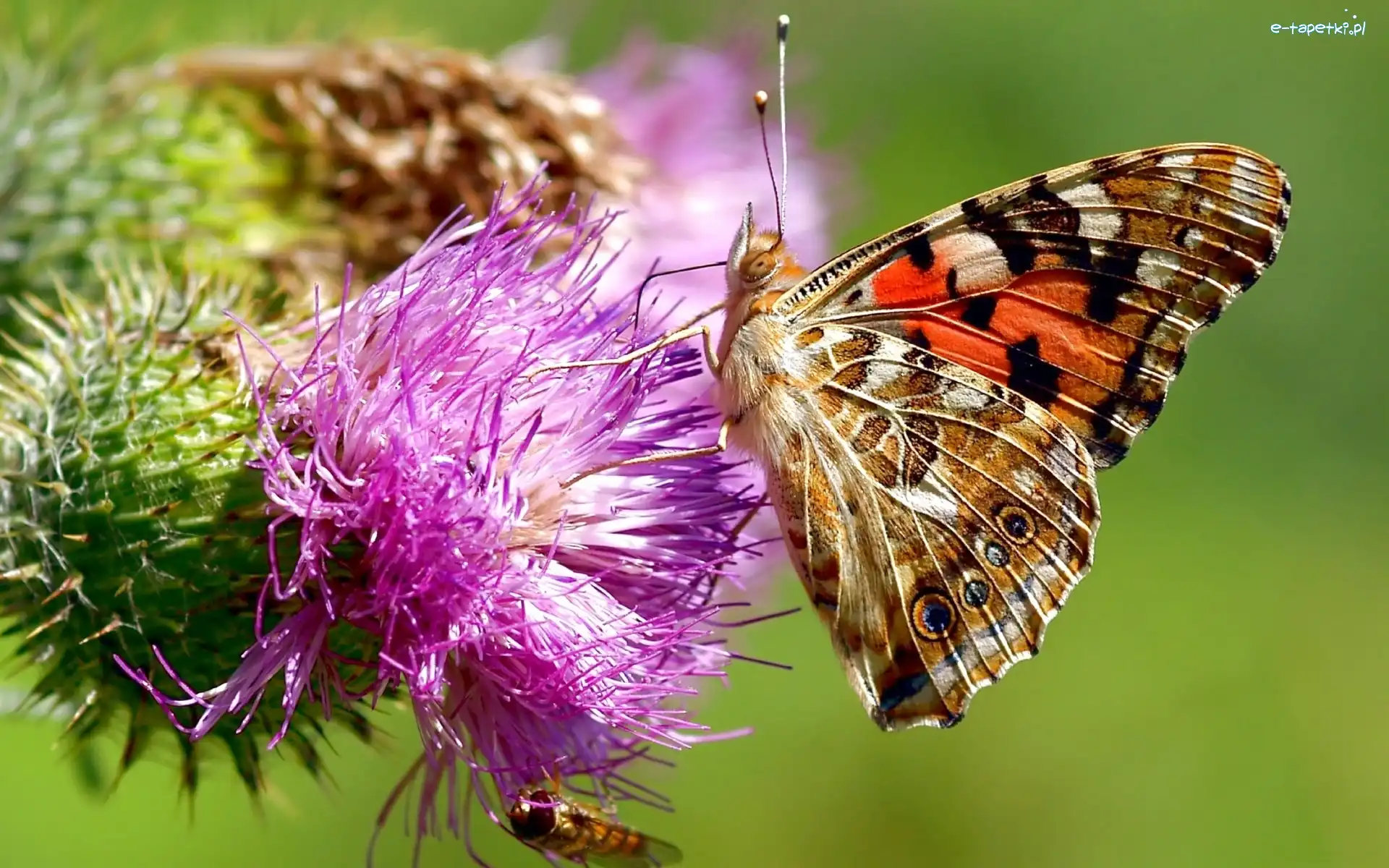 Kwiat, Motyl, Ostu, Osetnik, Rusałka