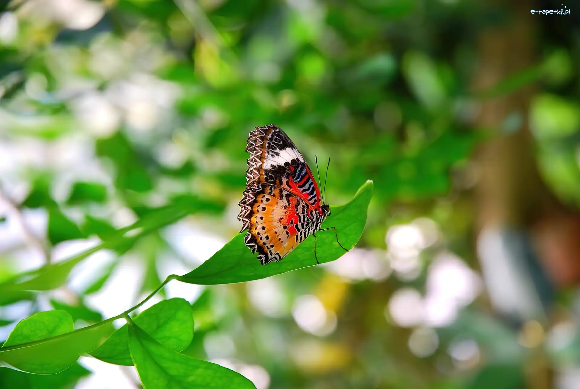 Liść, Motyl, Kolorowy