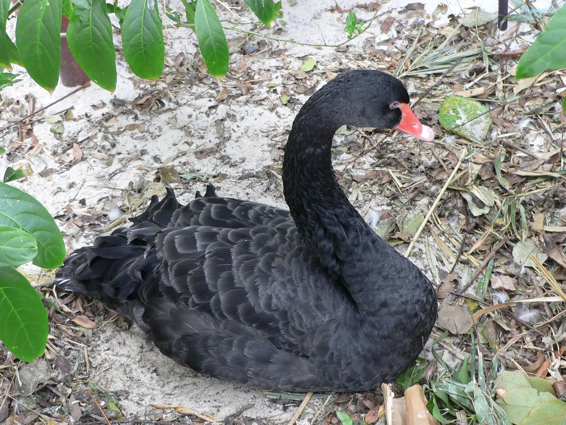 Listki, Łabędz, Czarny