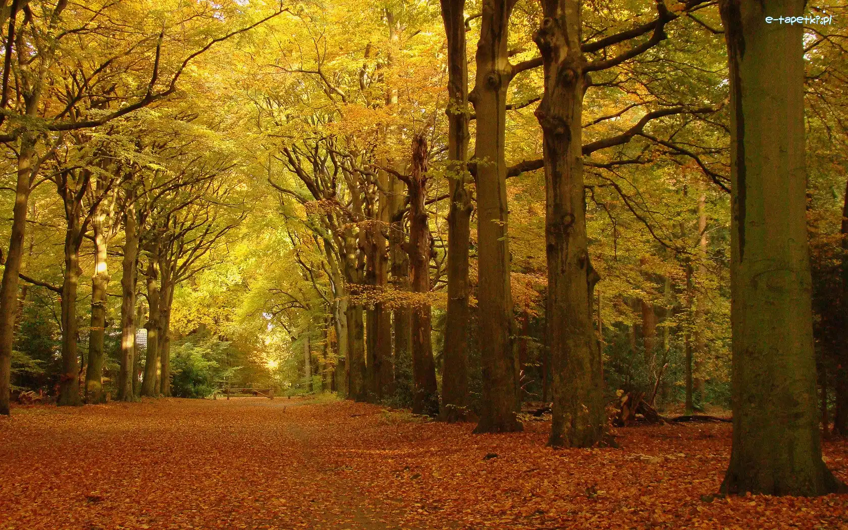 Liście, Park, Jesień